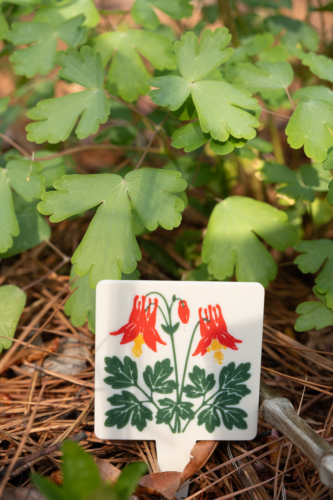 A HuBo Native Eastern Red Columbine (Aquilegia canadensis) plant tag in a Piedmont NC native garden