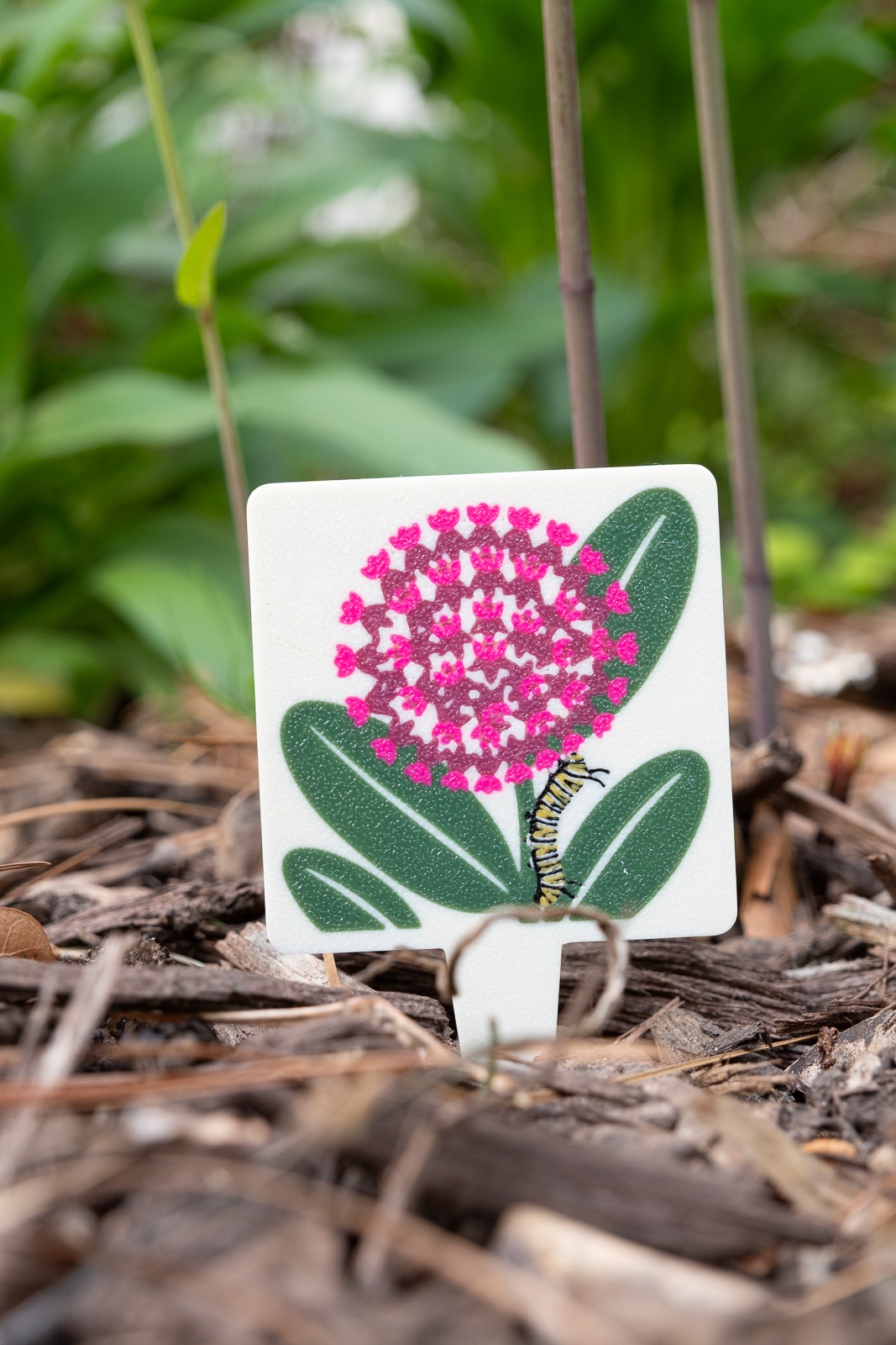 A HuBo Native Common Milkweed (Asclepias syriaca) plant tag in a Piedmont NC native garden, featuring a monarch caterpillar