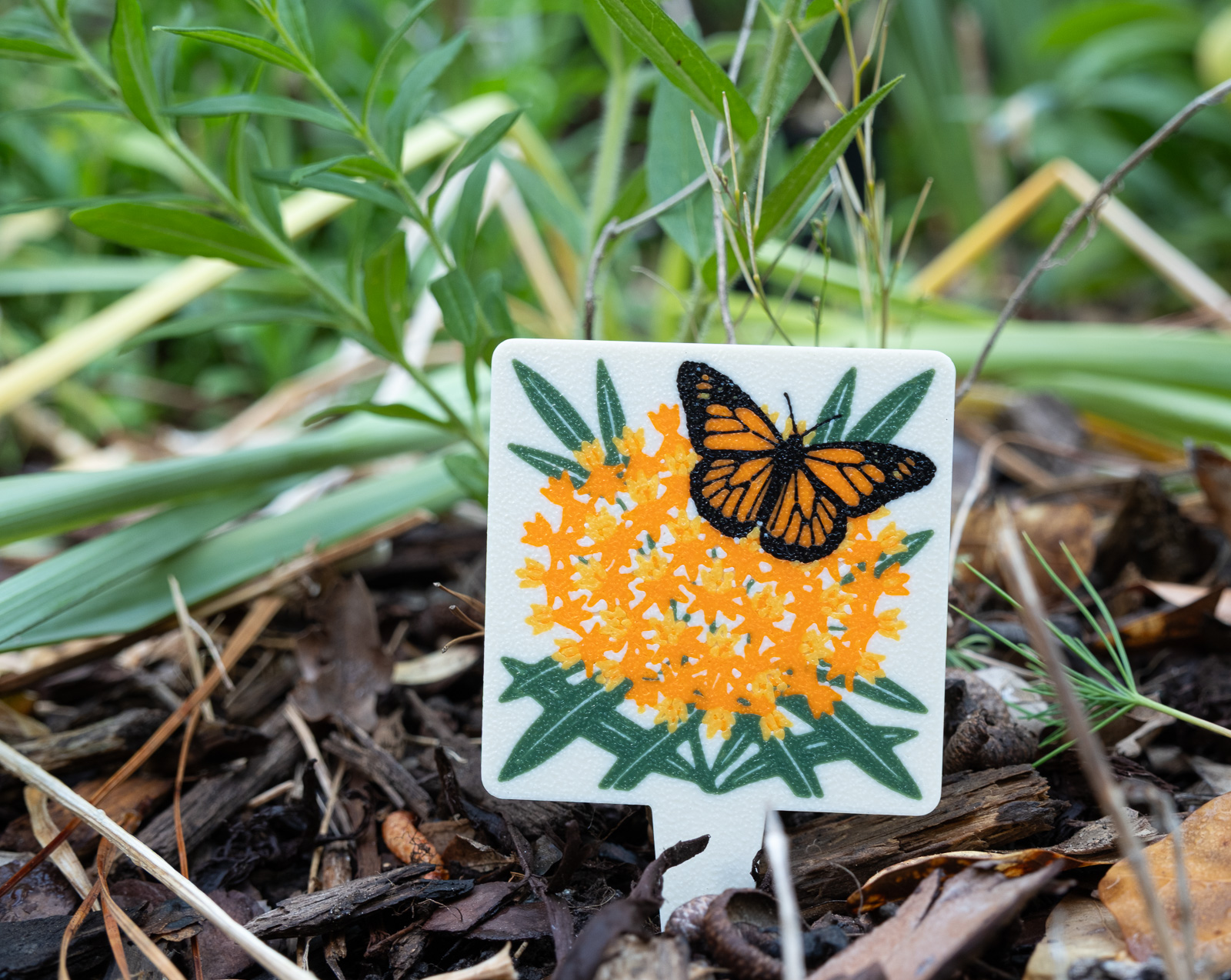 A HuBo Native Butterfly Weed (Asclepias tuberosa) plant tag in a Piedmont NC native garden, featuring a monarch butterfly