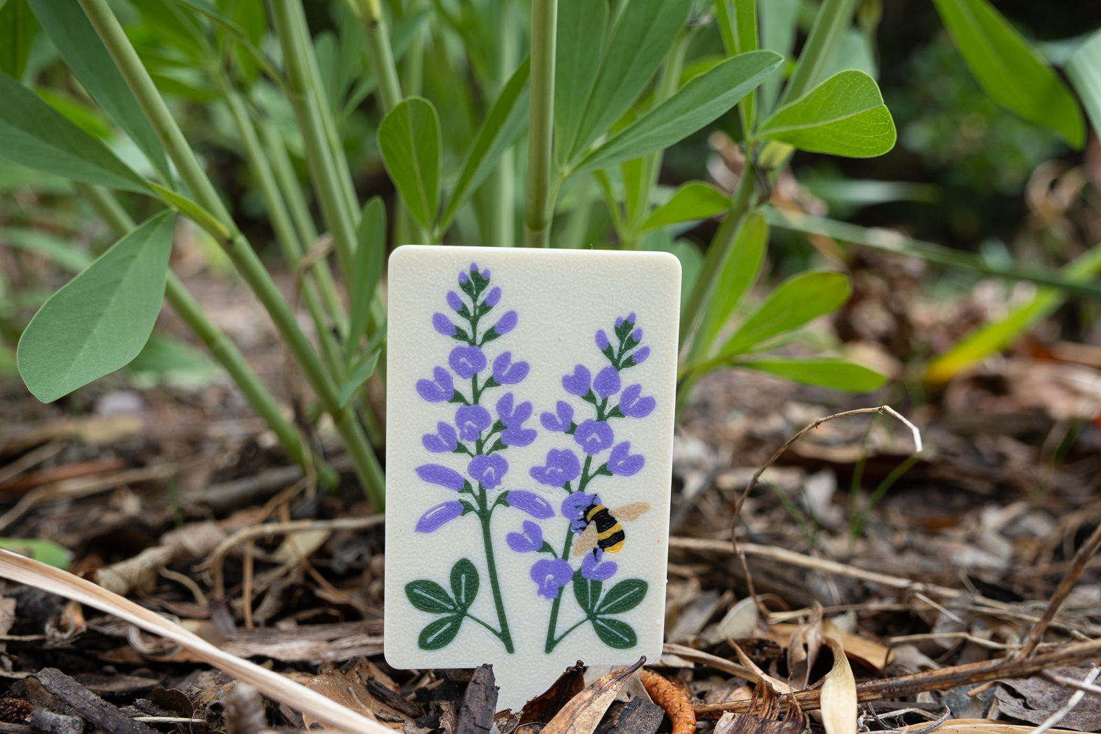 A HuBo Native Blue Wild Indigo (Baptisia australis) plant tag in a Piedmont NC native garden, featuring a bumble bee