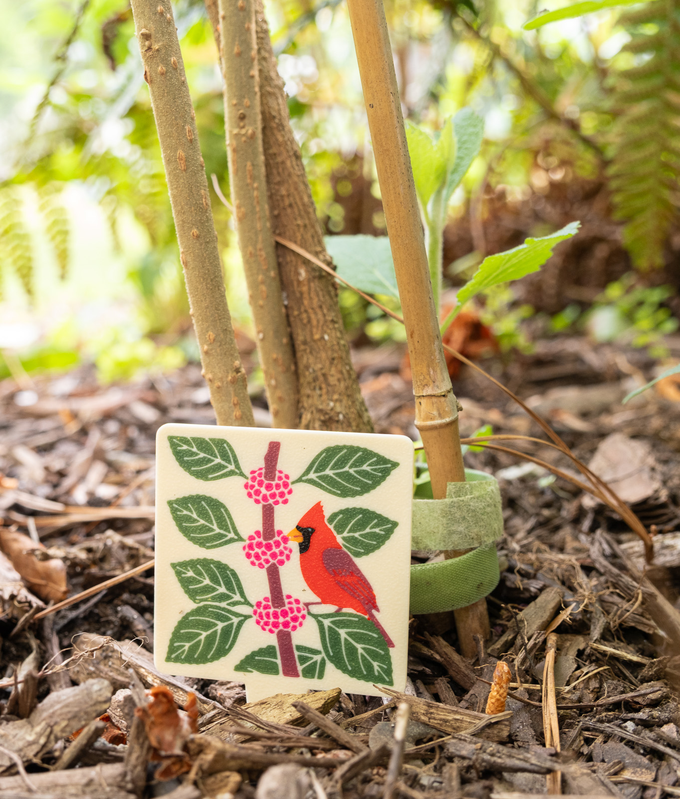 A HuBo Native American Beautyberry (Callicarpa americana) plant tag in a Piedmont NC native garden, featuring a northern cardinal