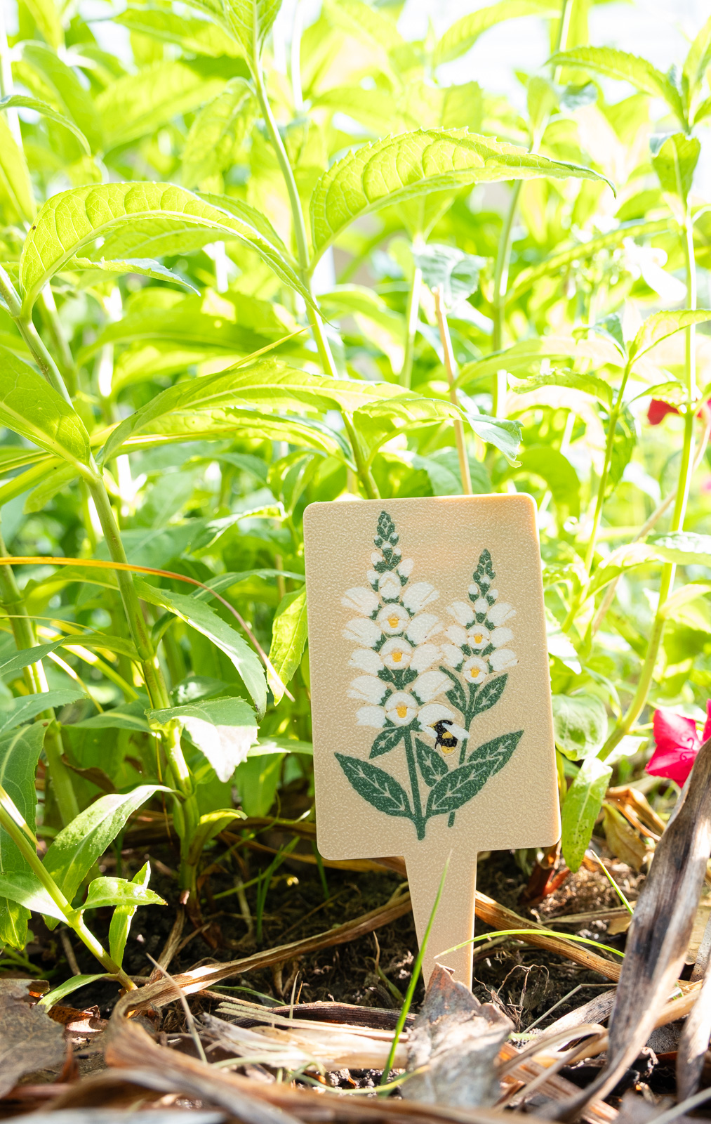 A HuBo Native White Turtlehead (Chelone glabra) plant tag in a Piedmont NC native garden, featuring a bumble bee