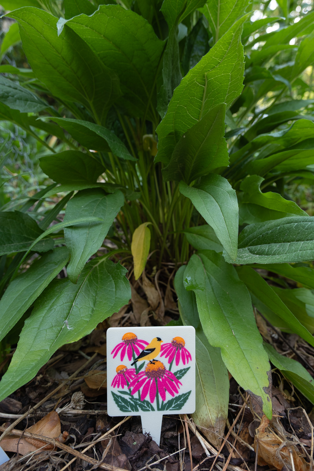 A HuBo Native Purple Coneflower (Echinacea purpurea) plant tag in a Piedmont NC native garden, featuring a american goldfinch