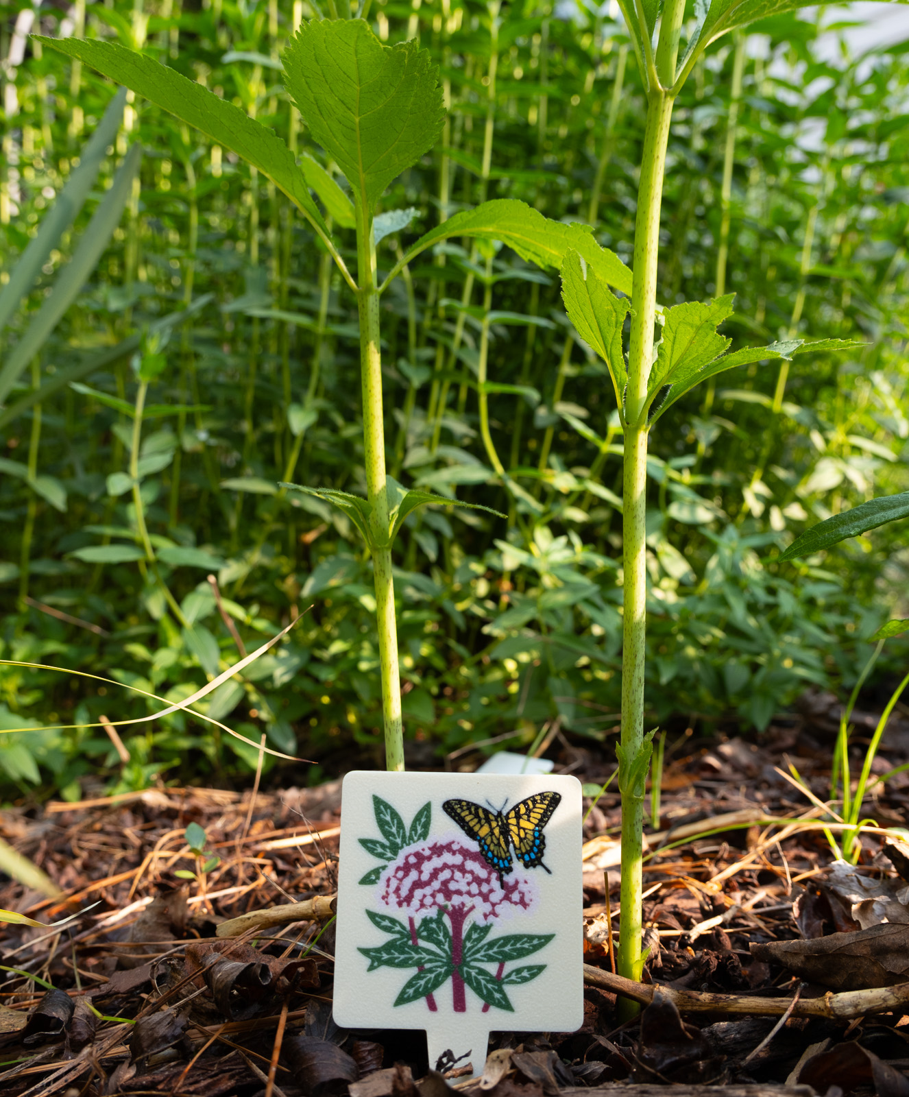 The Joe Pye weed plant tag staked in the garden bed