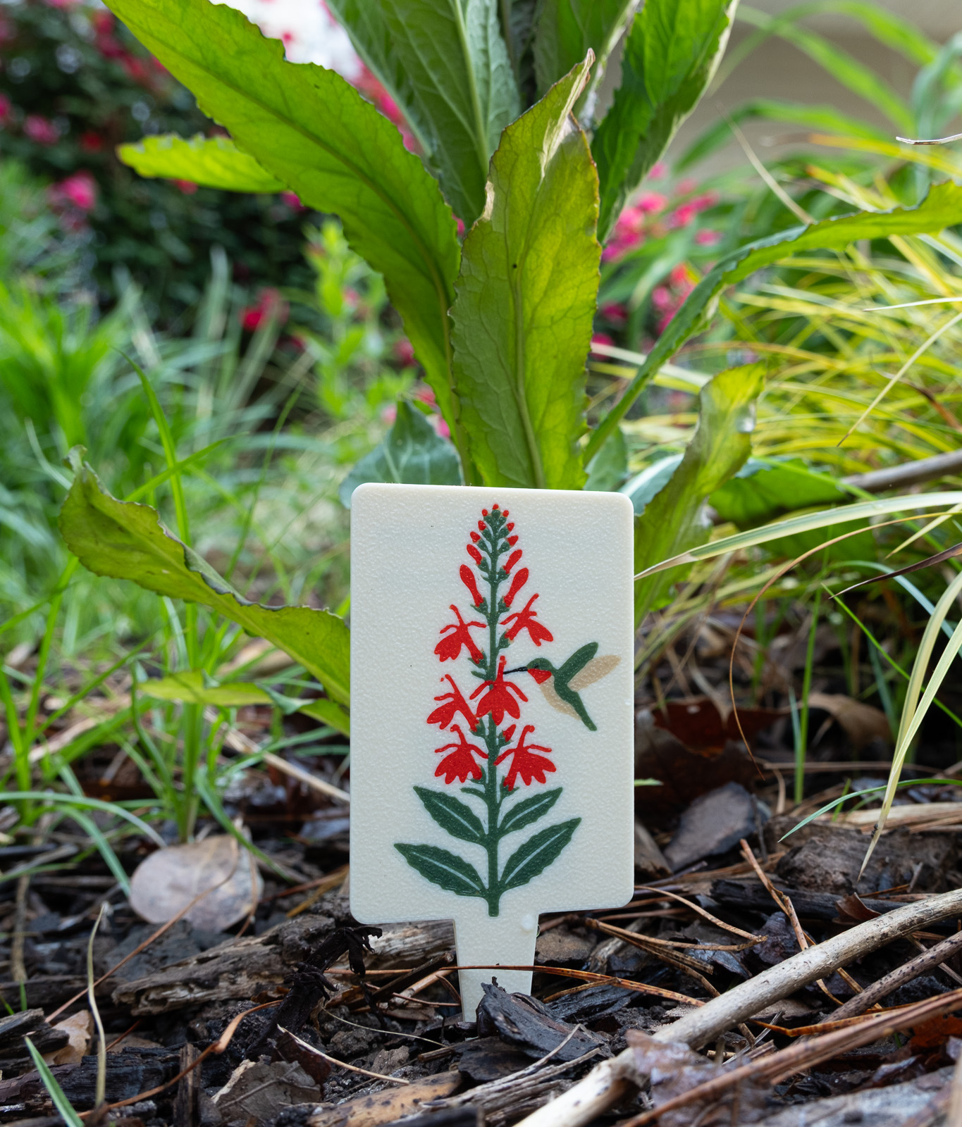 A HuBo Native Cardinal Flower (Lobelia cardinalis) plant tag in a Piedmont NC native garden, featuring a ruby-throated hummingbird