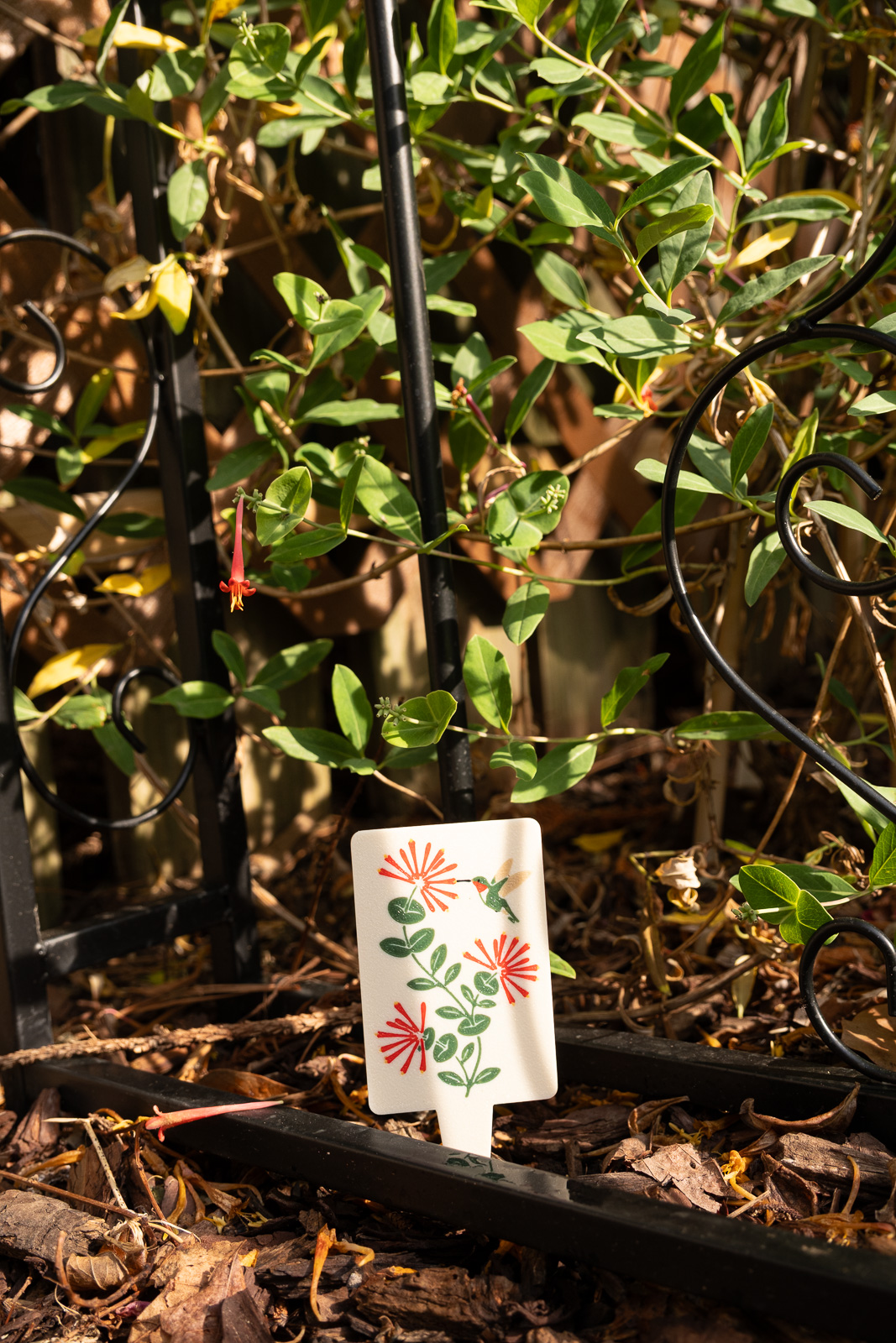 A HuBo Native plant tag depicting a ruby-throated hummingbird visiting coral honeysuckle, staked in front of a coral honeysuckle vine