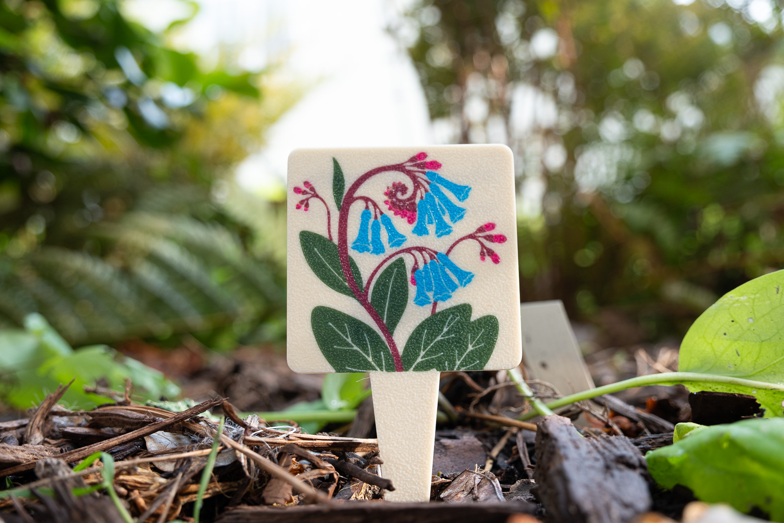 A HuBo Native Virginia Bluebells (Mertensia virginica) plant tag in a Piedmont NC native garden
