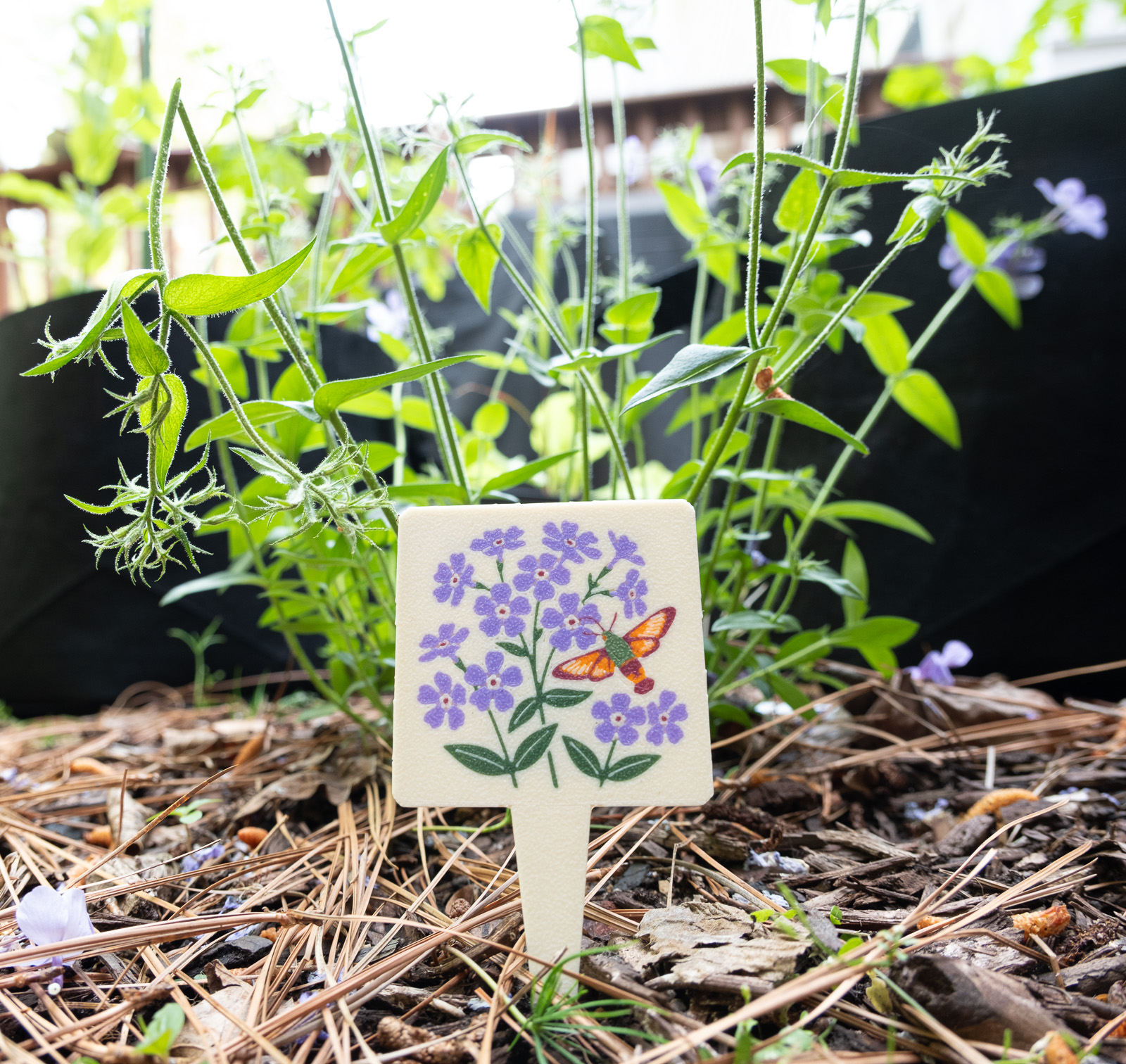 A HuBo Native Wild Blue Phlox (Phlox divaricata) plant tag in a Piedmont NC native garden, featuring a hummingbird clearwing moth