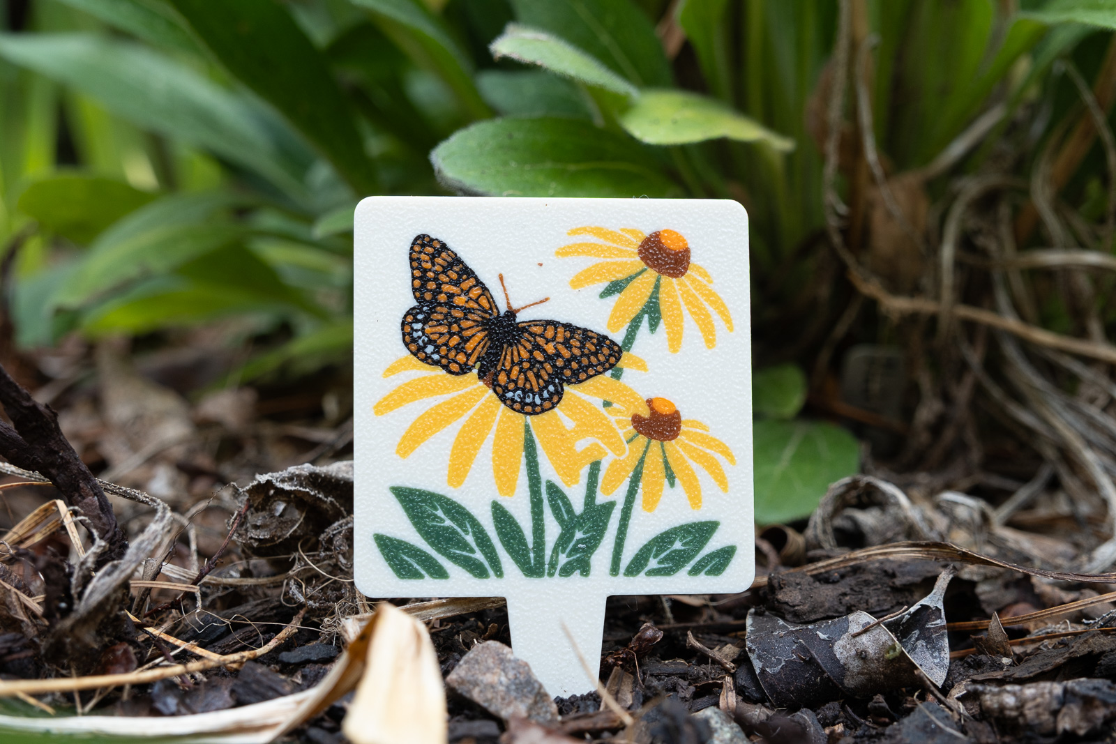 A HuBo Native Black-eyed Susan (Rudbeckia hirta) plant tag in a Piedmont NC native garden, featuring a silvery checkerspot butterfly