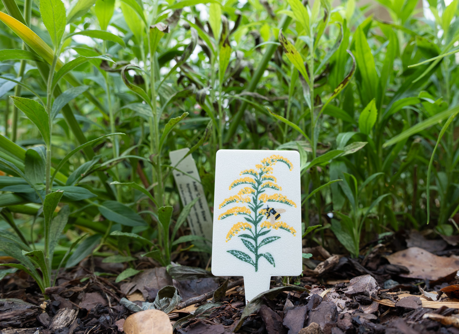 A HuBo Native Wrinkleleaf Goldenrod (Solidago rugosa) plant tag in a Piedmont NC native garden, featuring a bumble bee