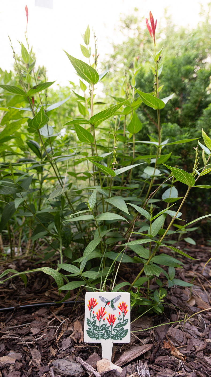 The Indian pink plant tag staked in the garden bed
