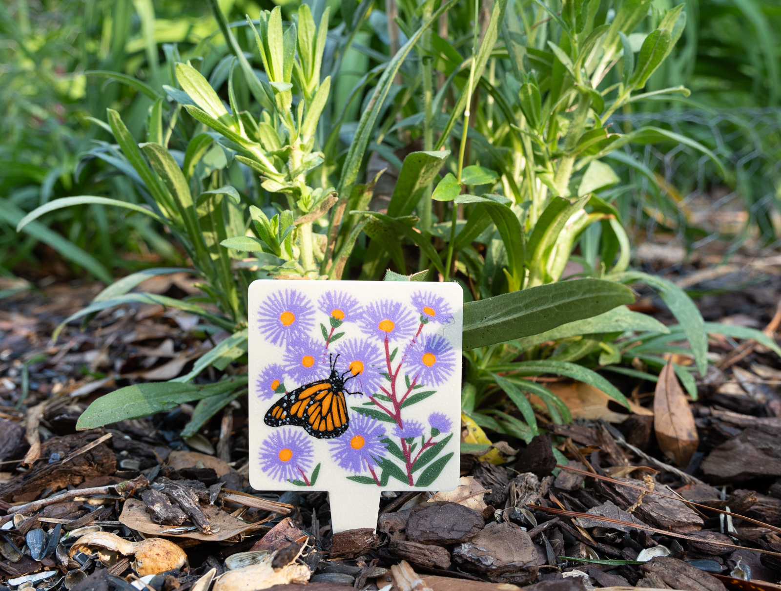 A HuBo Native New England Aster (Symphyotrichum novae-angliae) plant tag in a Piedmont NC native garden, featuring a monarch butterfly