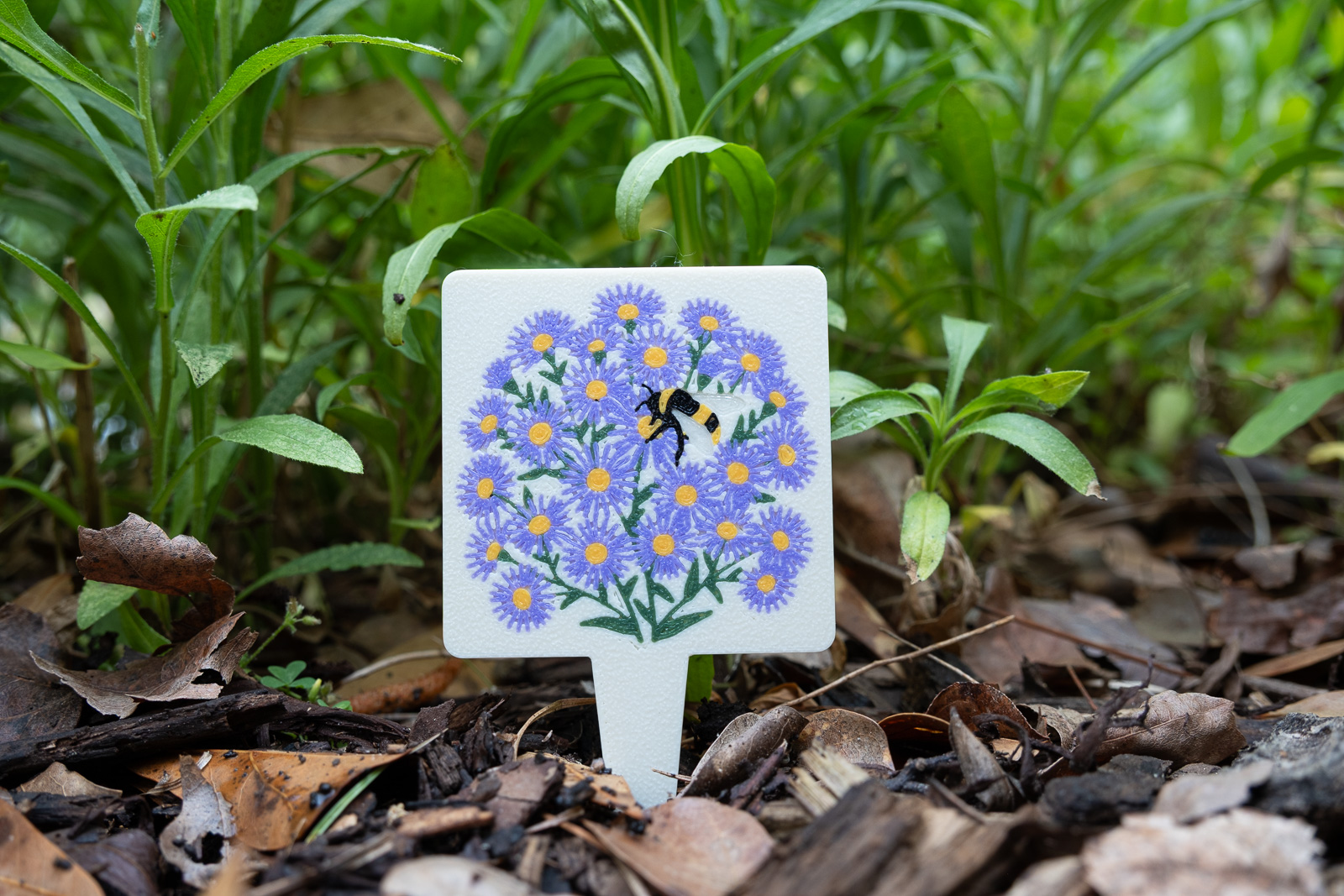 A HuBo Native Aromatic Aster (Symphyotrichum oblongifolium) plant tag in a Piedmont NC native garden, featuring a bumble bee