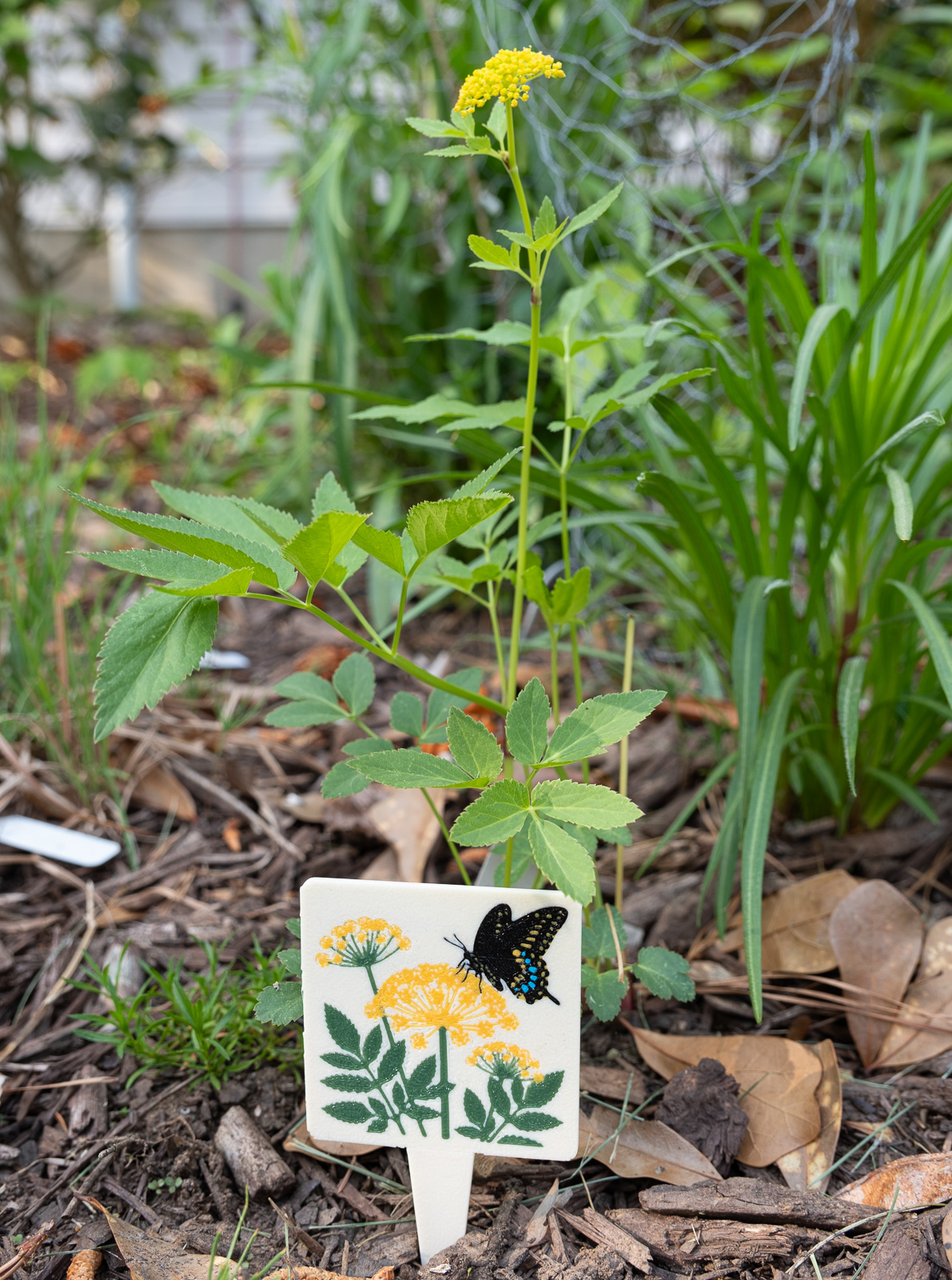 A HuBo Native Golden Alexanders (Zizia aurea) plant tag in a Piedmont NC native garden, featuring a eastern black swallowtail butterfly