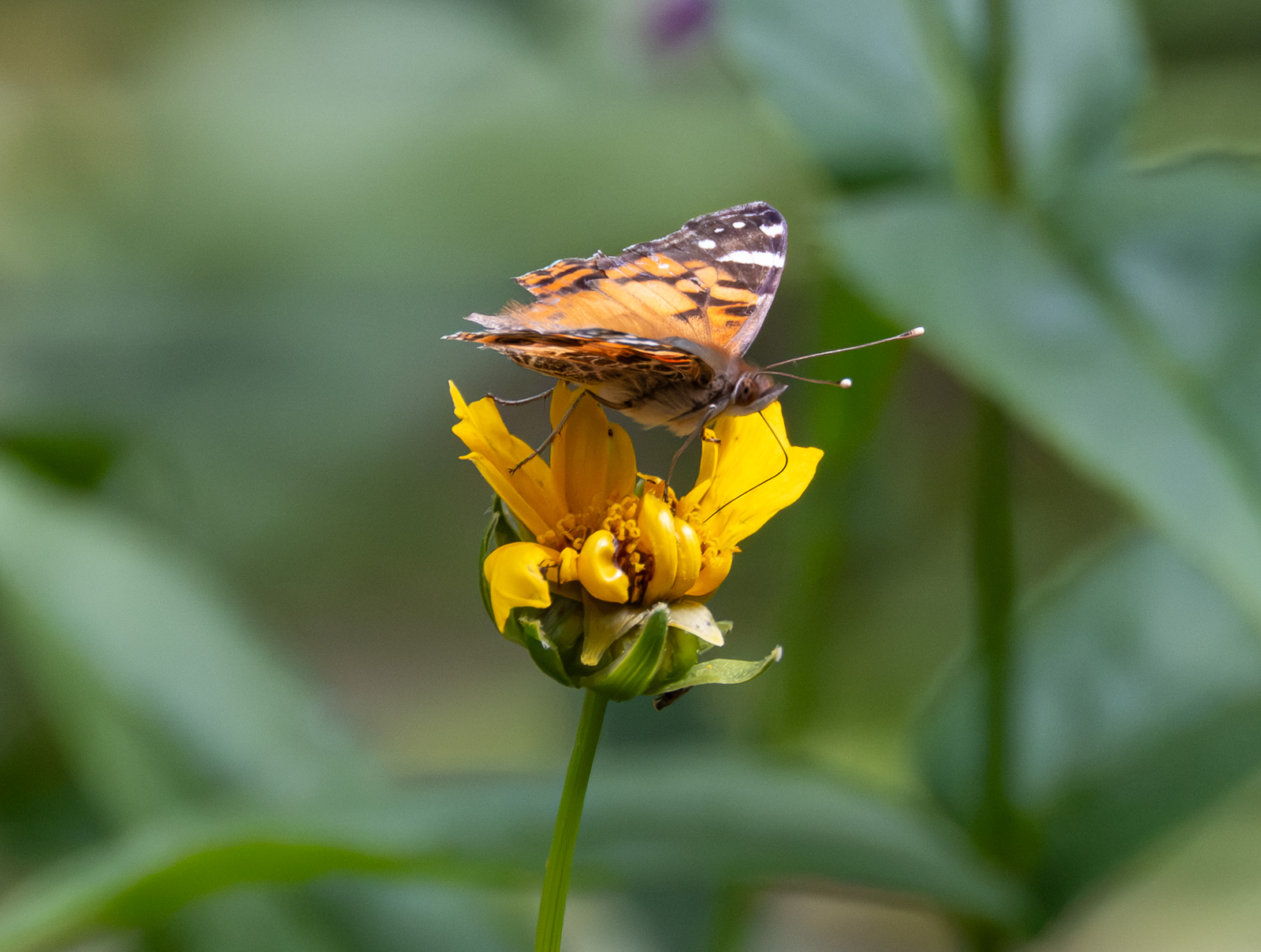 An American lady butterfly nectaring on Lanceleaf Coreopsis (Coreopsis lanceolata) in a Piedmont NC native garden