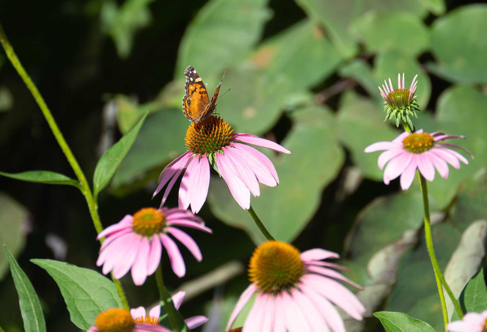 An American lady butterfly nectaring on Purple Coneflower (Echinacea purpurea) in a Piedmont NC native garden