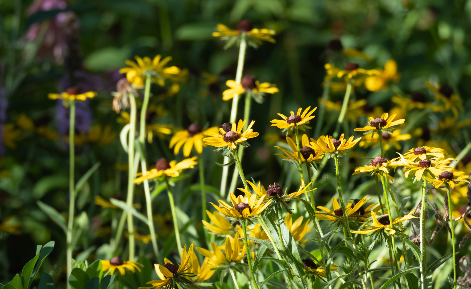 Black-eyed Susan (Rudbeckia hirta) in a Piedmont NC native garden