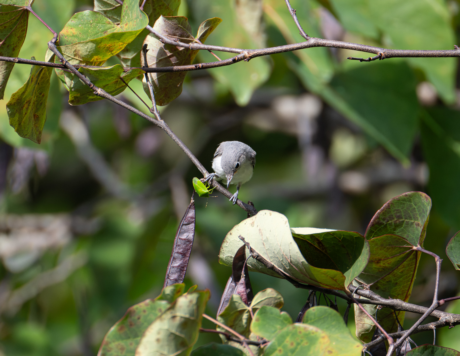 A Blue-gray gnatcatcher in a Piedmont NC native garden