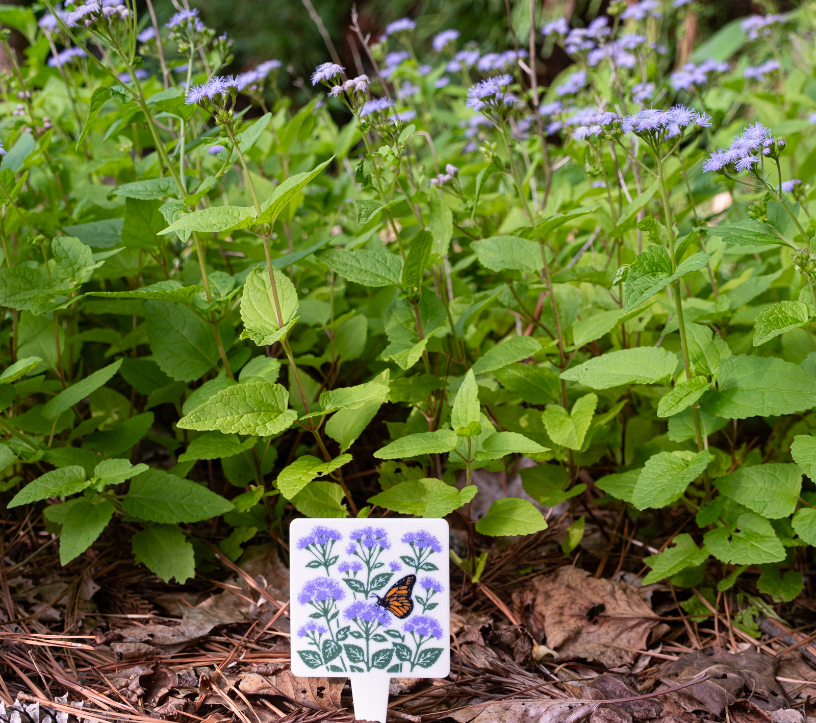 Blue Mistflower (Conoclinium coelestinum) in a Piedmont NC native garden