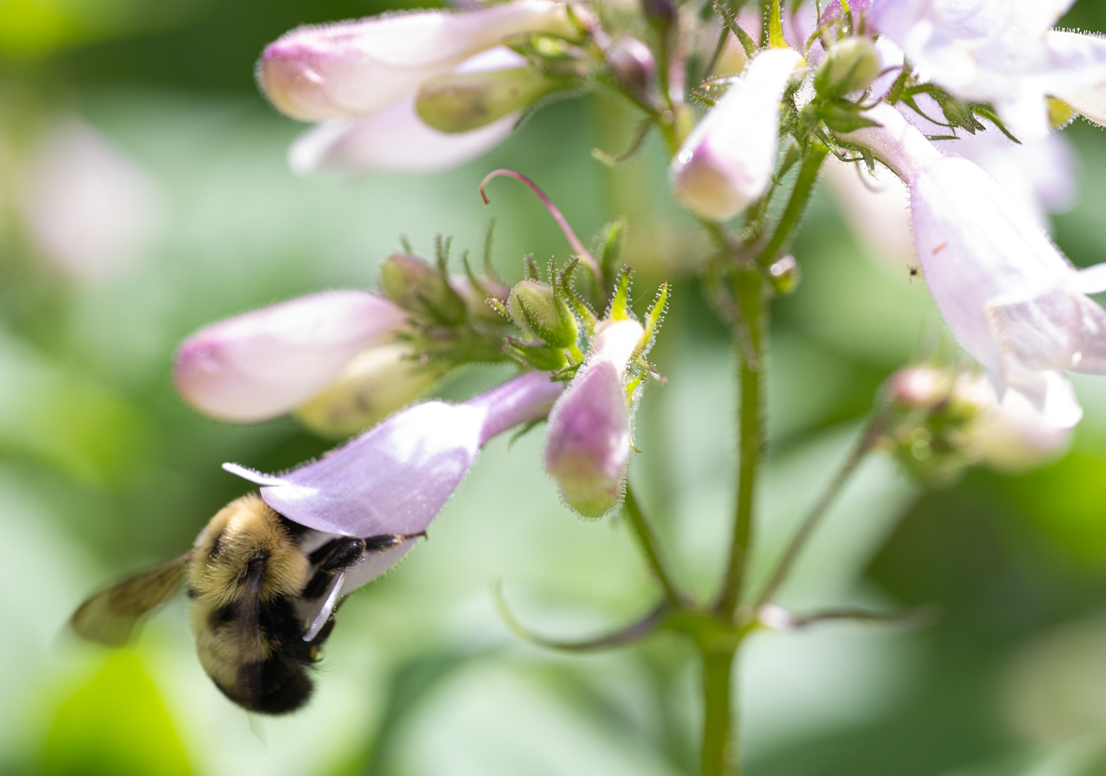 A Common eastern bumblebee nectaring on Calico Beardtongue (Penstemon calycosus) in a Piedmont NC native garden