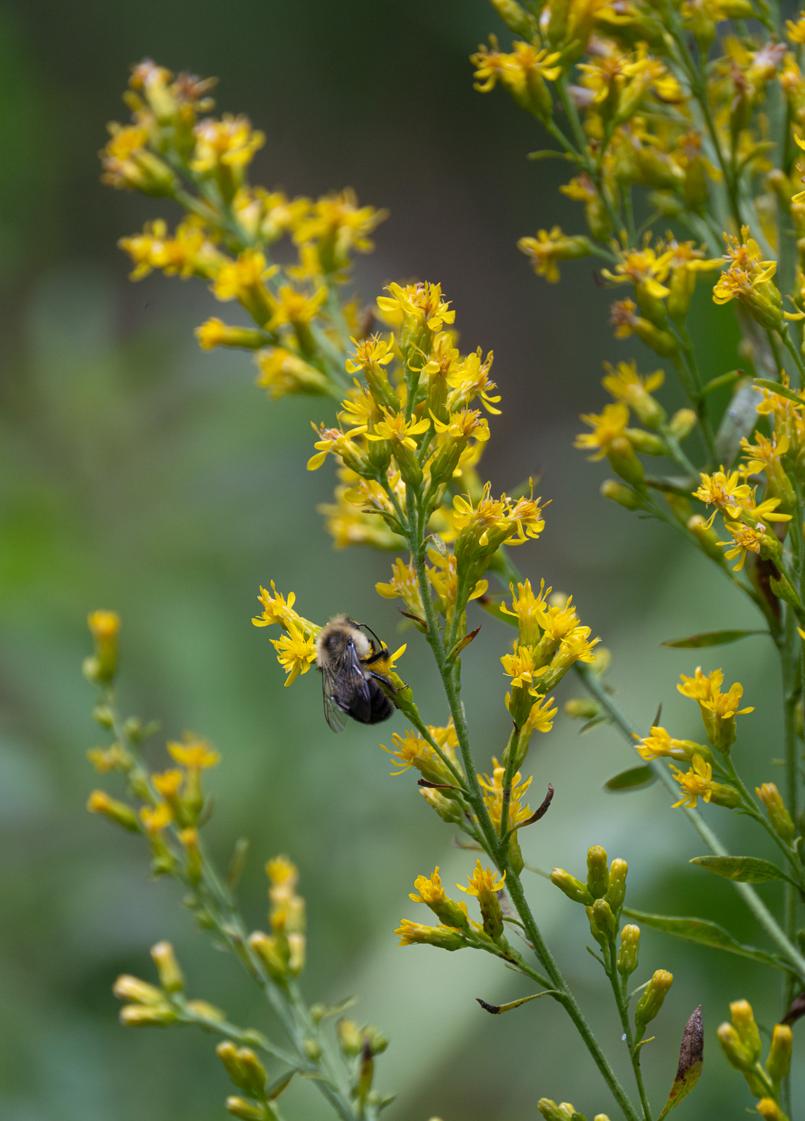 A Bumblebee nectaring on Showy Goldenrod (Solidago speciosa) in a Piedmont NC native garden