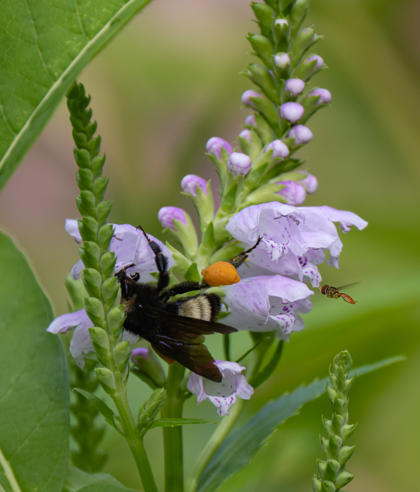 A Bumblebee foraging on Obedient Plant (Physostegia virginiana) in a Piedmont NC native garden