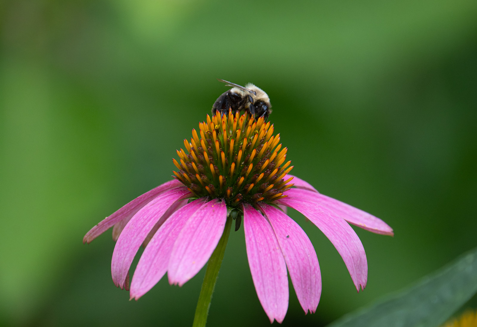 A Common eastern bumblebee nectaring on Purple Coneflower (Echinacea purpurea) in a Piedmont NC native garden
