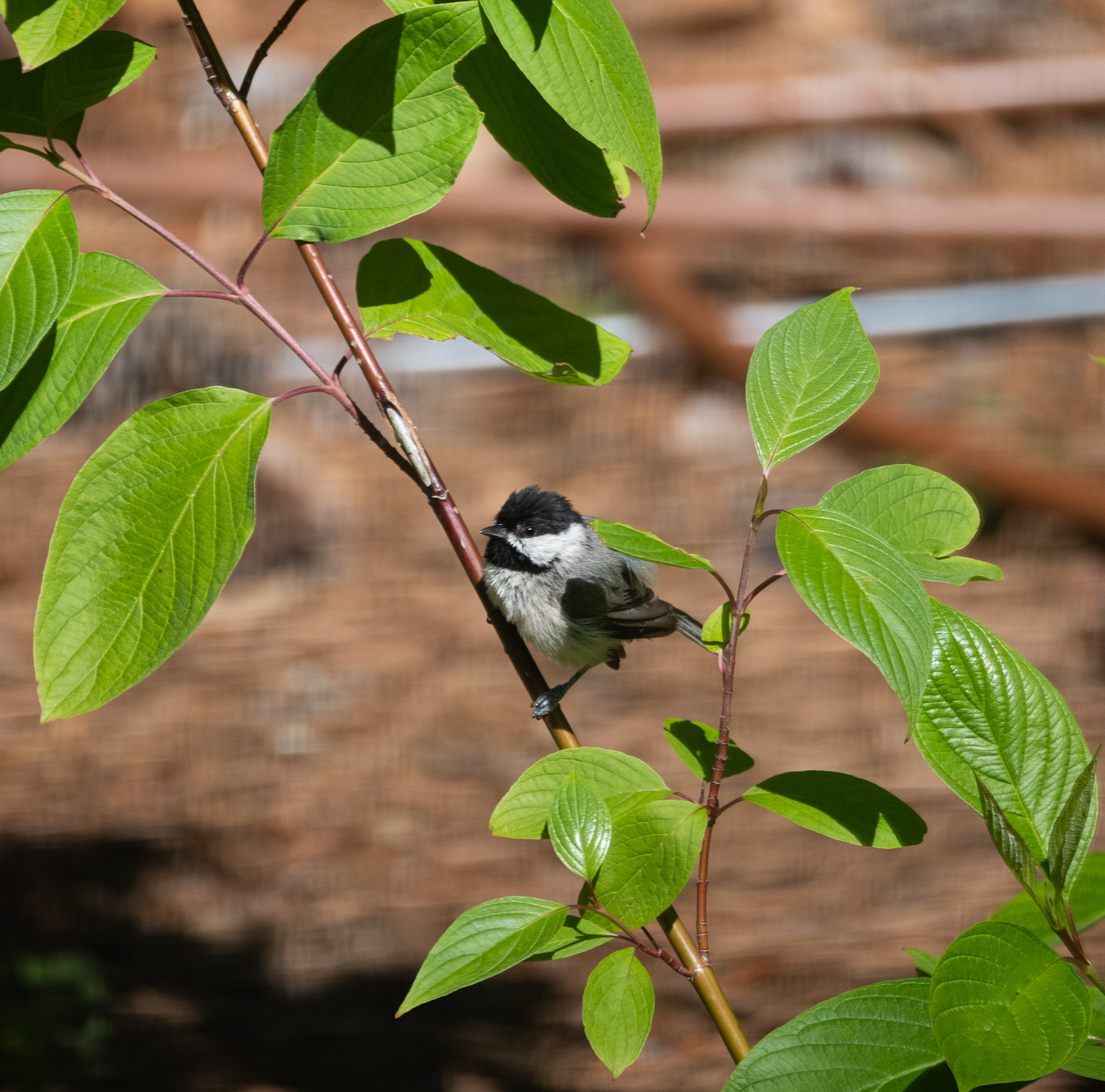 A Carolina chickadee perched in a Piedmont NC native garden