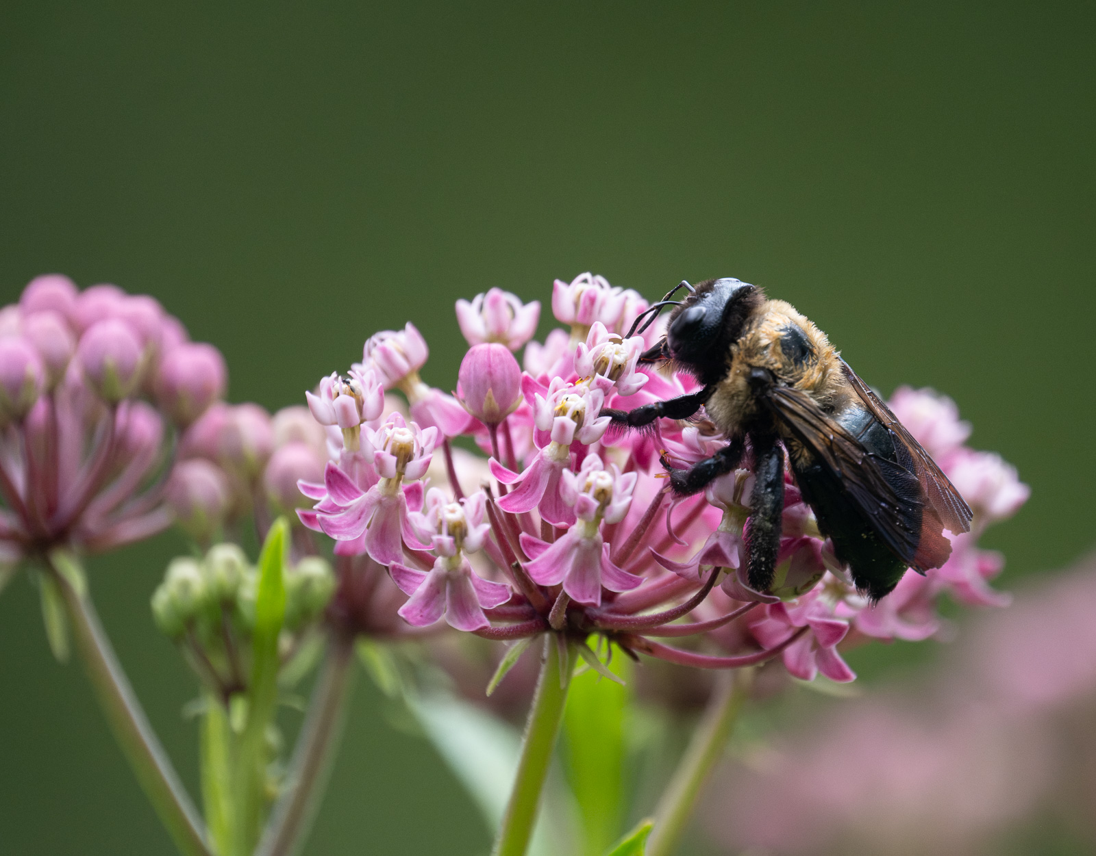 An Eastern carpenter bee nectaring on Swamp Milkweed (Asclepias incarnata) in a Piedmont NC native garden