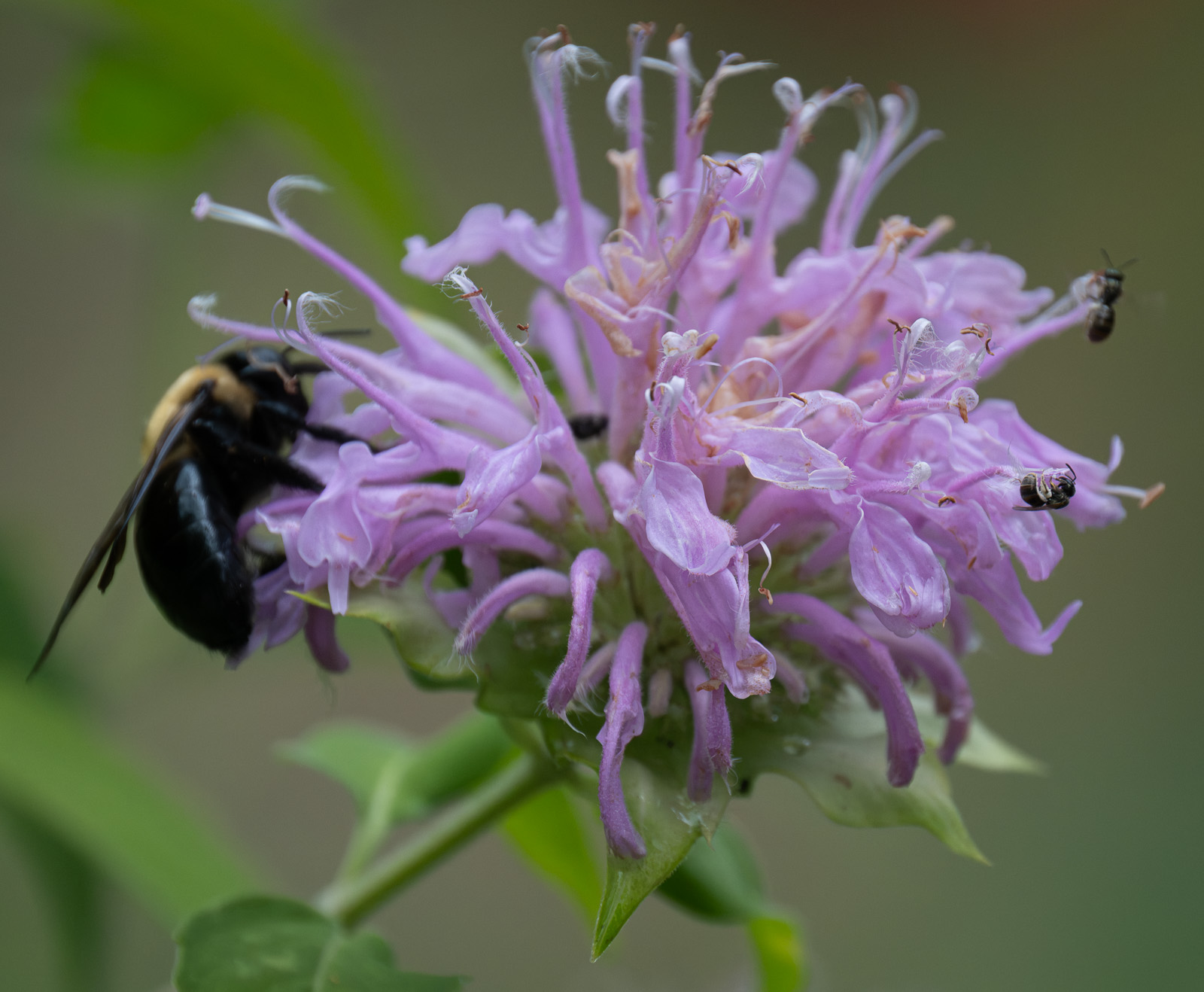 An Eastern carpenter bee foraging on Wild Bergamot (Monarda fistulosa) in a Piedmont NC native garden
