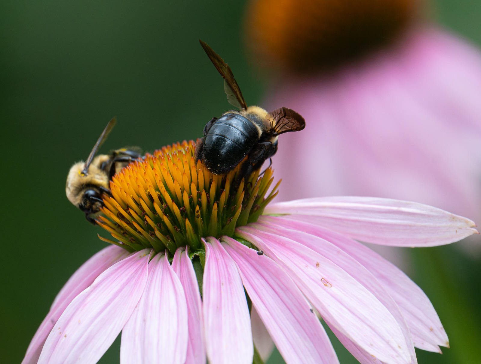 An Eastern carpenter bee foraging on Purple Coneflower (Echinacea purpurea) in a Piedmont NC native garden