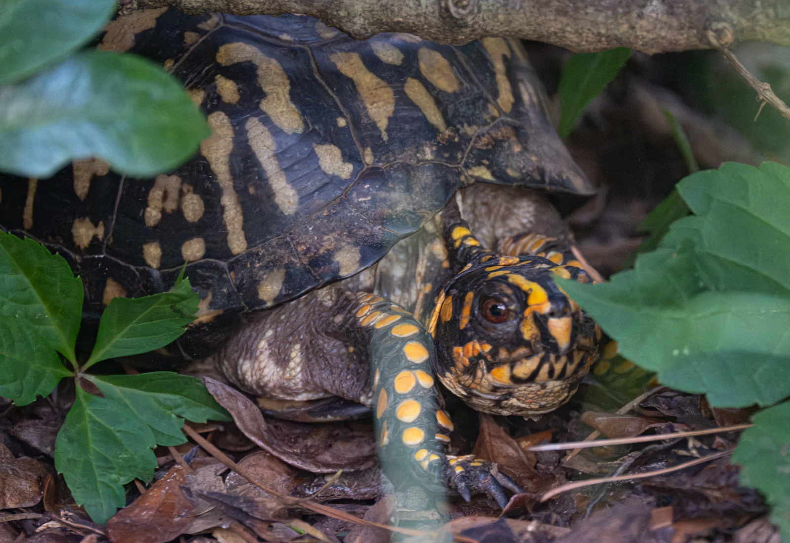 An Eastern box turtle in a Piedmont NC native garden
