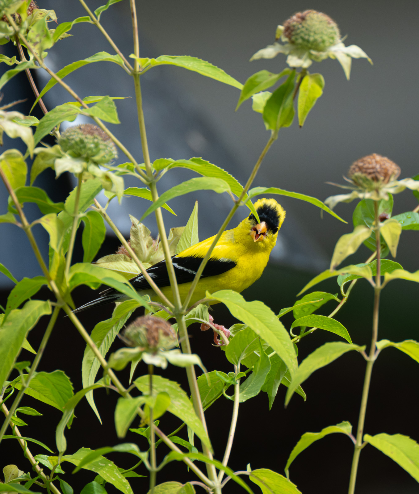 An American goldfinch foraging on Wild Bergamot (Monarda fistulosa) in a Piedmont NC native garden