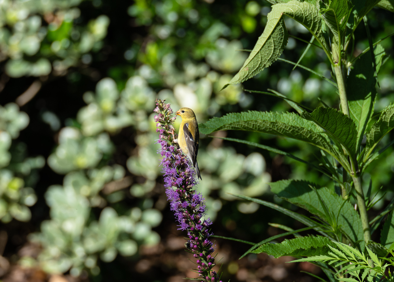 An American goldfinch perched on Dense Blazing Star (Liatris spicata) in a Piedmont NC native garden