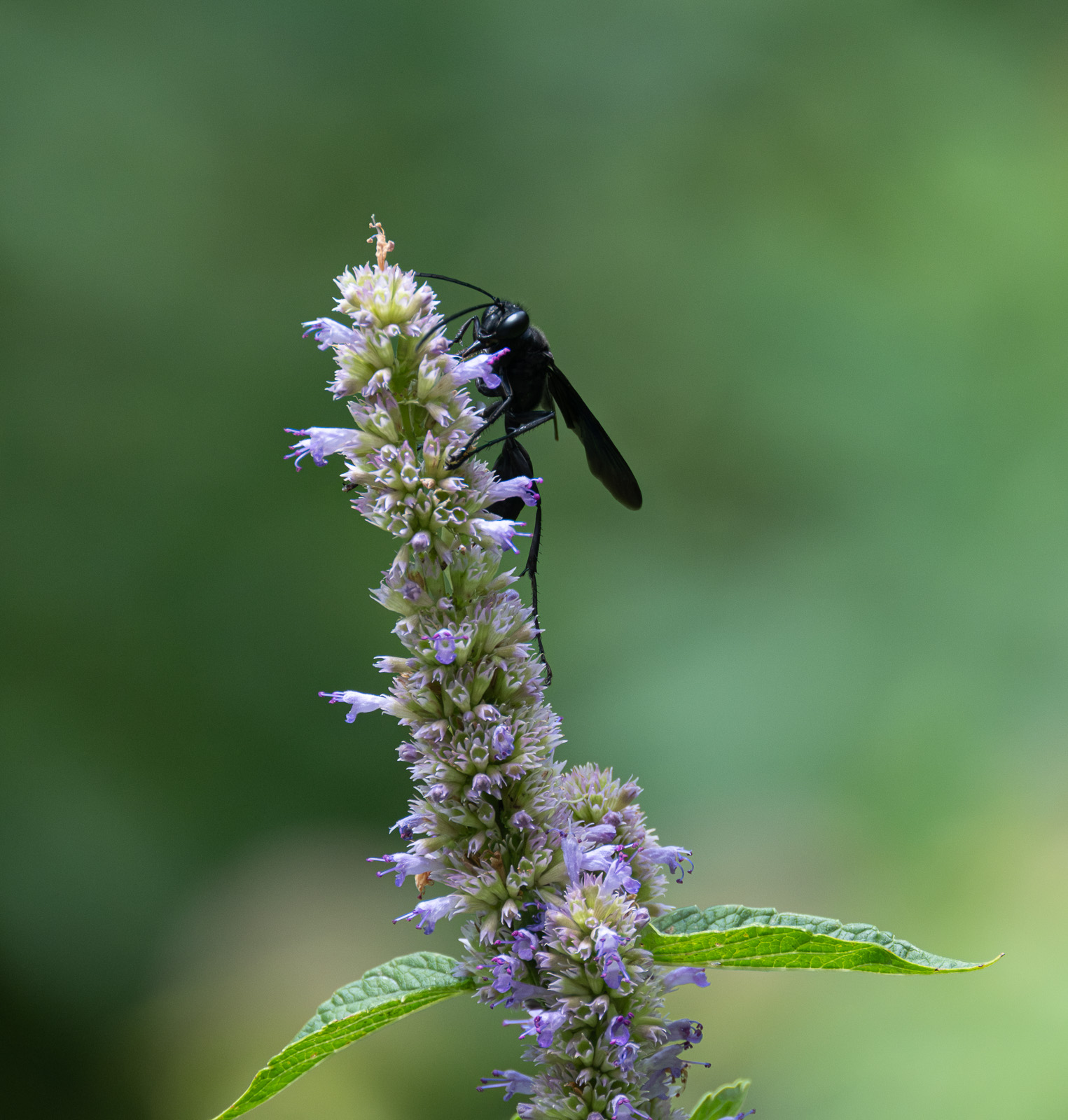 A Great black wasp nectaring on Anise Hyssop (Agastache foeniculum) in a Piedmont NC native garden
