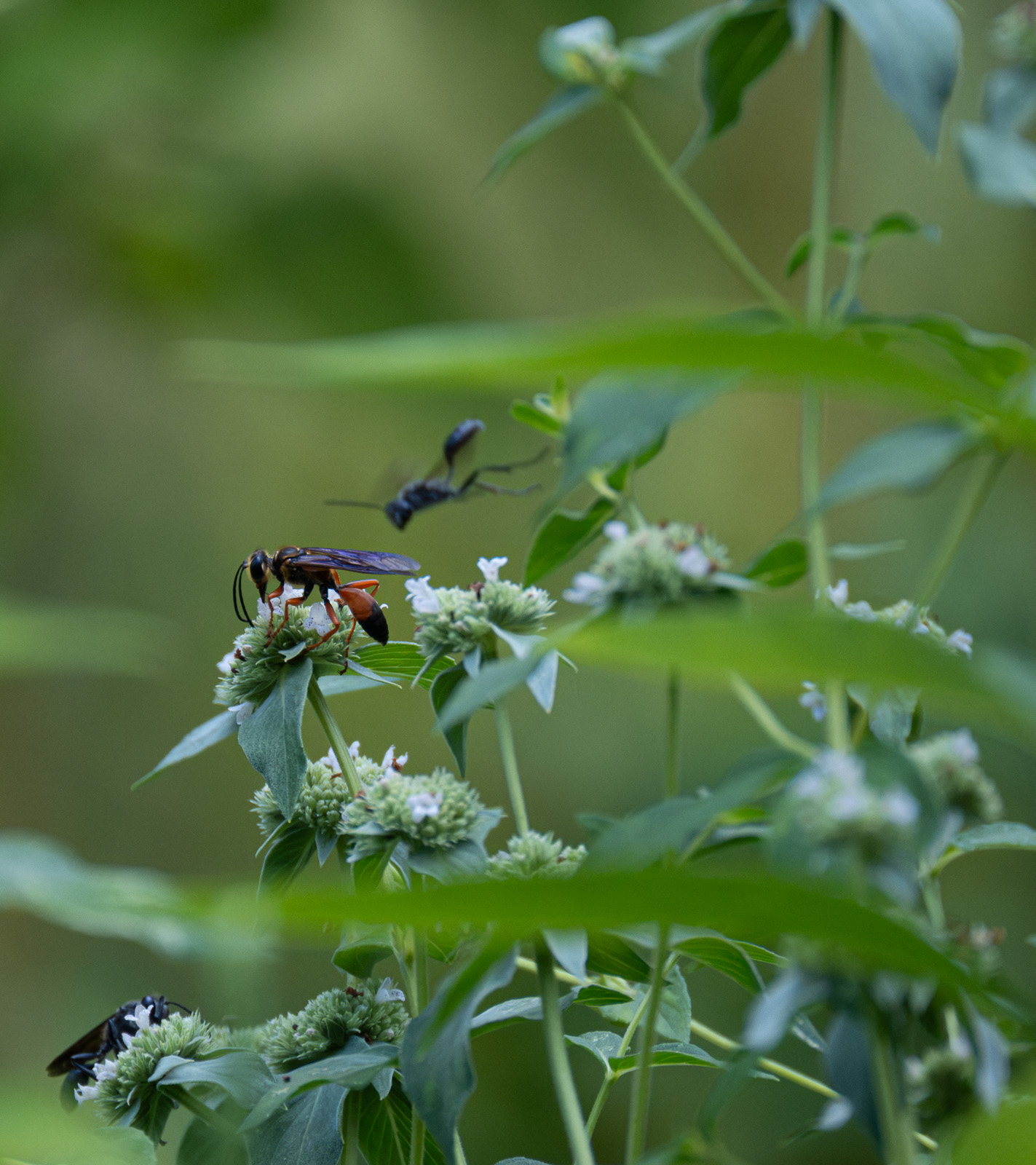 A Great golden digger wasp in a Piedmont NC native garden