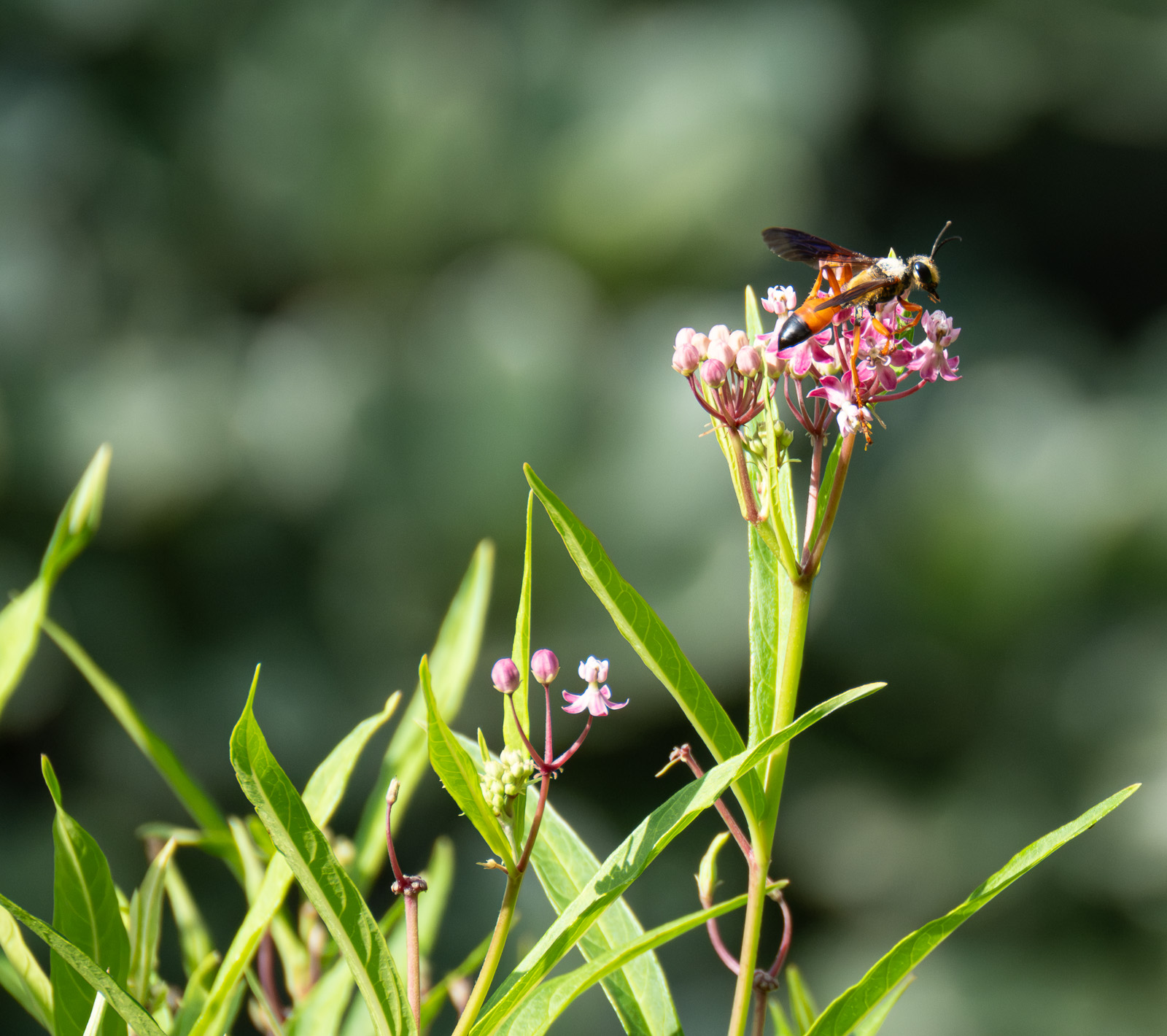 A Great golden digger wasp nectaring on Swamp Milkweed (Asclepias incarnata) in a Piedmont NC native garden