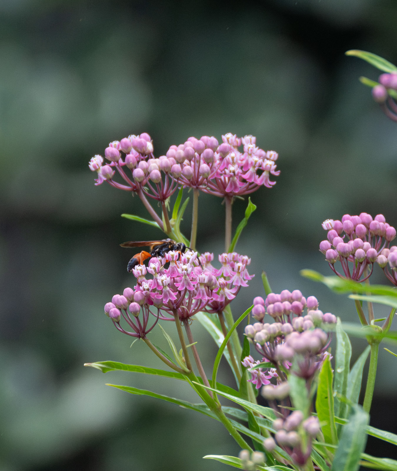 A Great golden digger wasp nectaring on Swamp Milkweed (Asclepias incarnata) in a Piedmont NC native garden