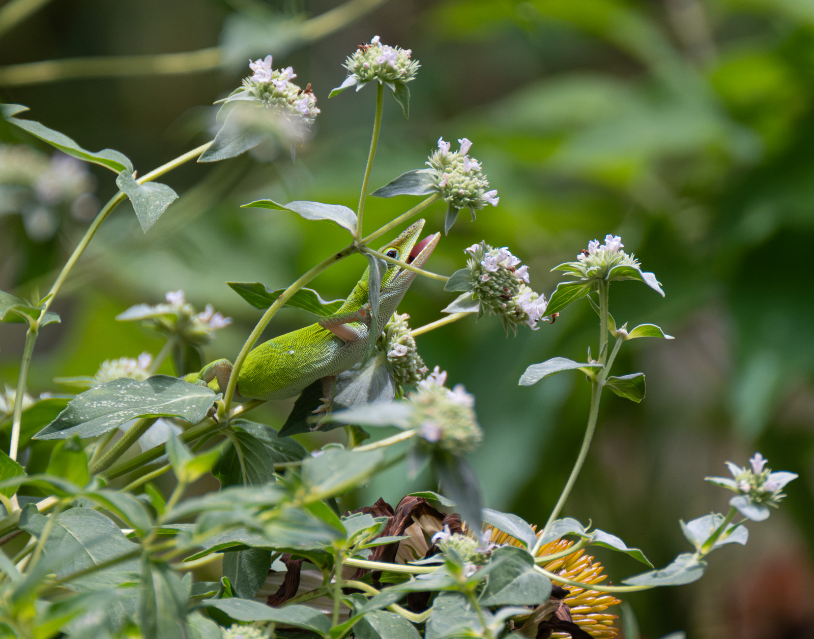 A Green anole in a Piedmont NC native garden