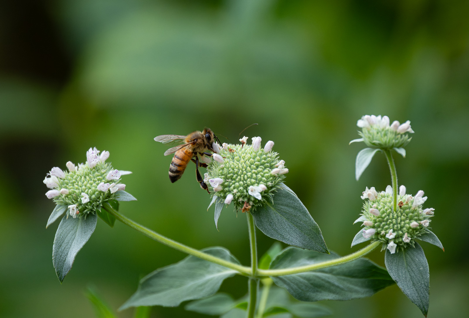 An European honeybee in a Piedmont NC native garden