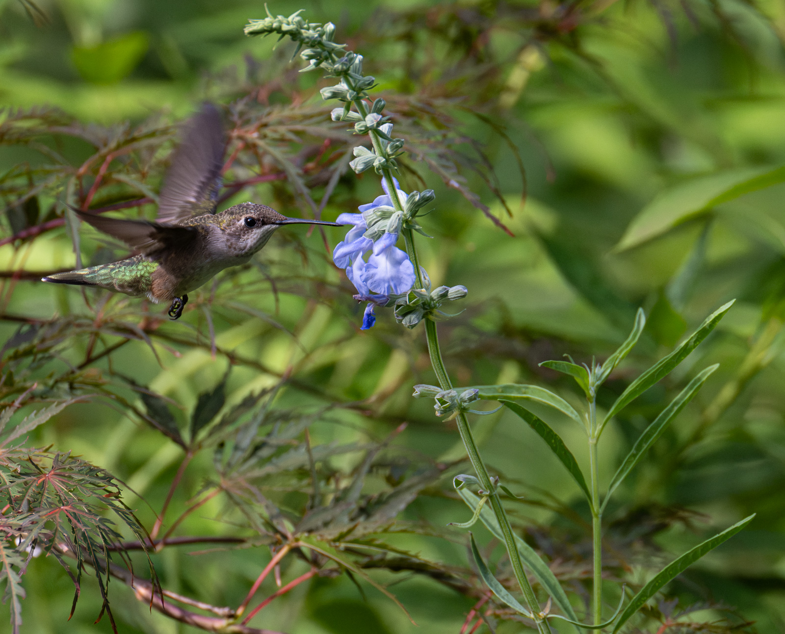 A Ruby-throated hummingbird nectaring on Azure Blue Sage (Salvia azurea) in a Piedmont NC native garden