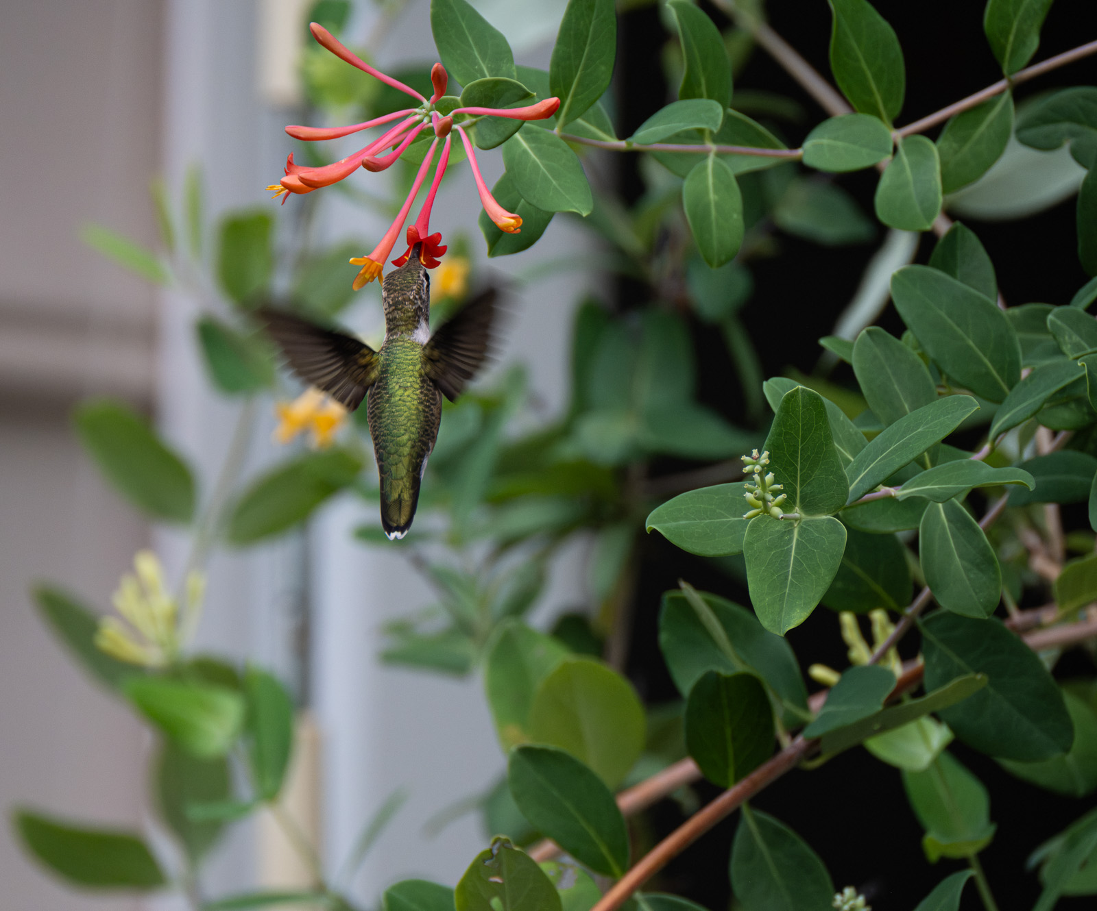A Ruby-throated hummingbird nectaring on Coral Honeysuckle (Lonicera sempervirens) in a Piedmont NC native garden