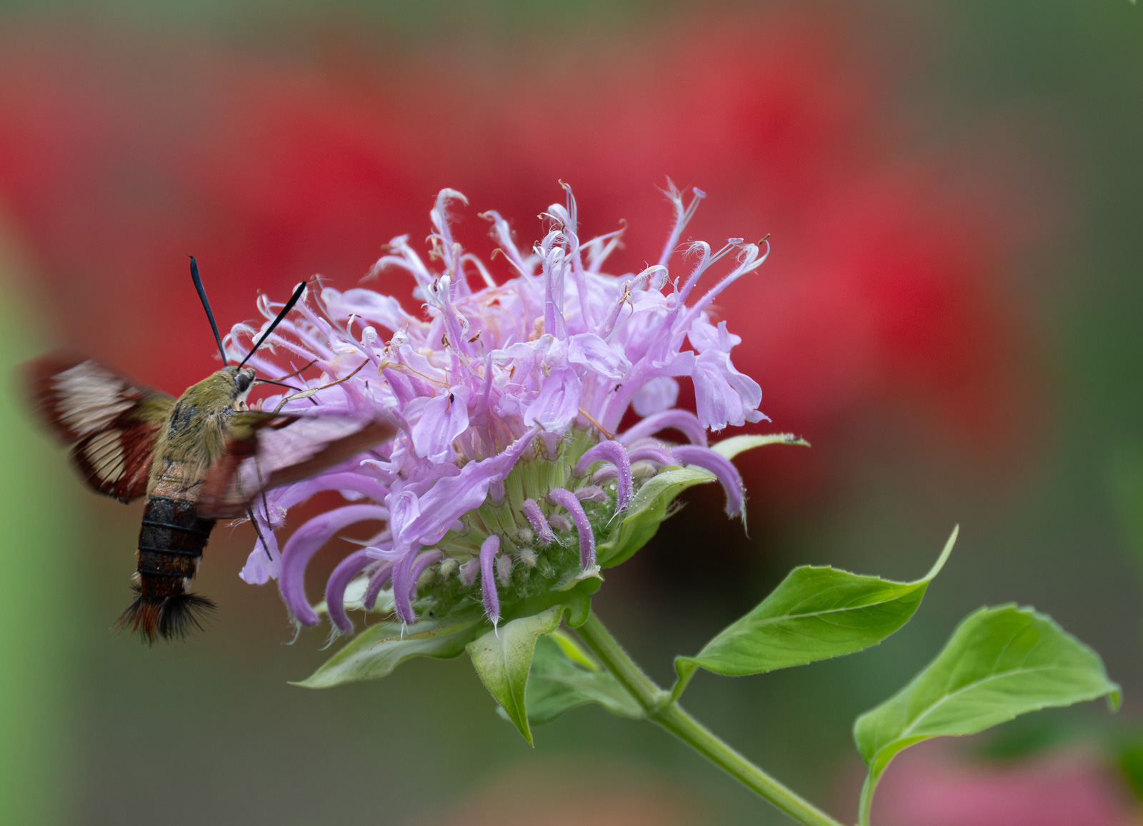 A Hummingbird clearwing moth nectaring on Wild Bergamot (Monarda fistulosa) in a Piedmont NC native garden