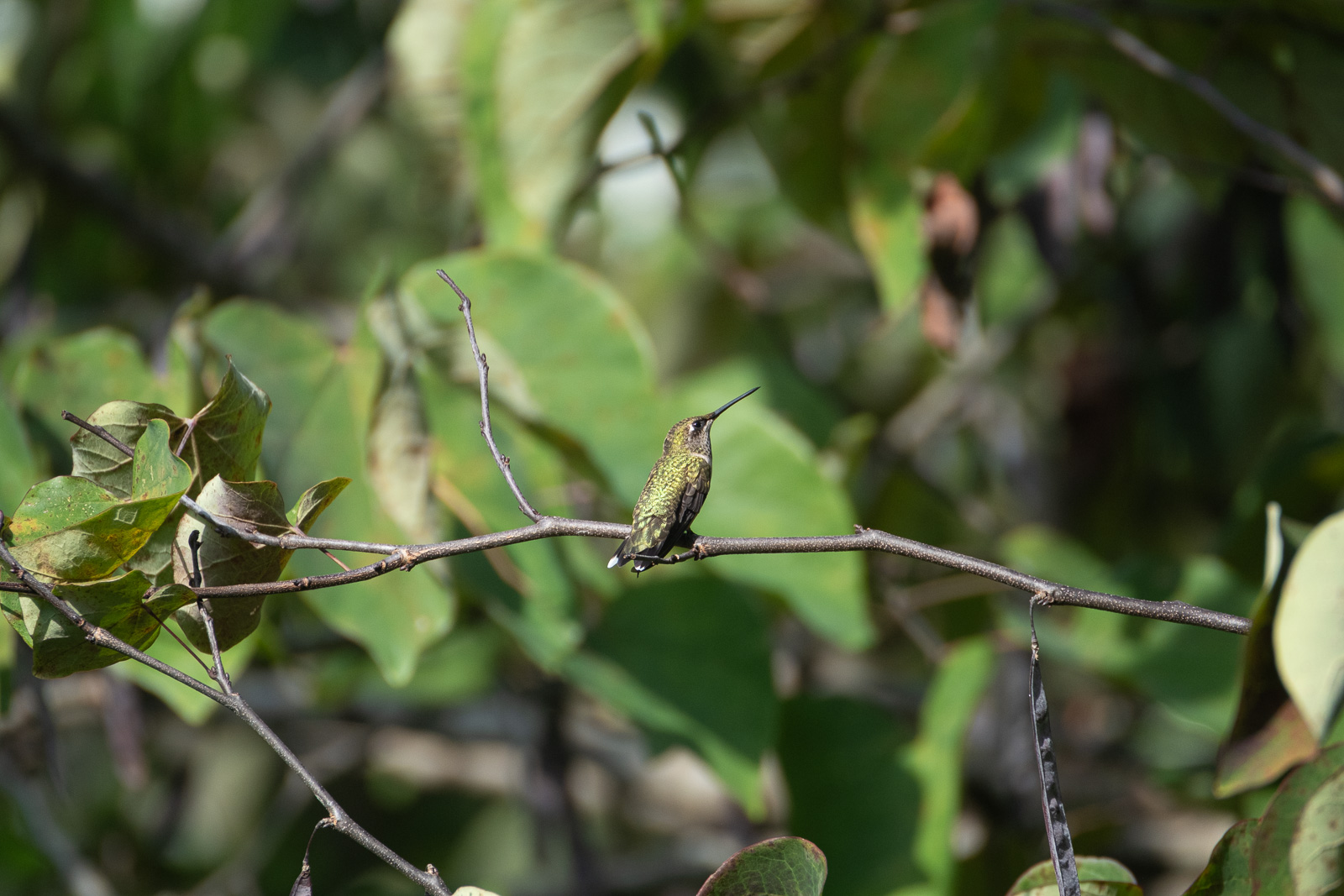 A Ruby-throated hummingbird perched in a Piedmont NC native garden