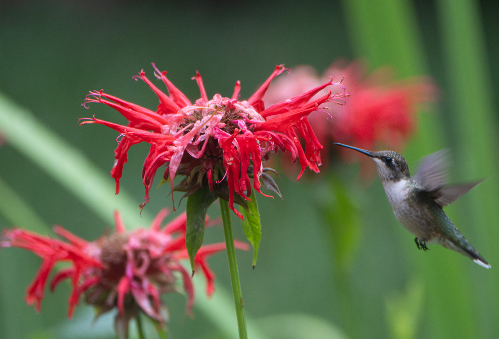 A ruby-throated hummingbird feeding at scarlet beebalm blooms