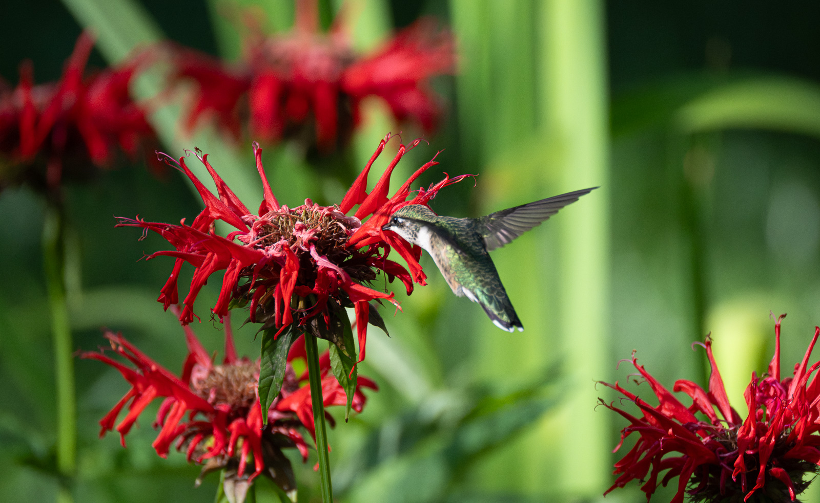 A Ruby-throated hummingbird nectaring on Scarlet Beebalm (Monarda didyma) in a Piedmont NC native garden