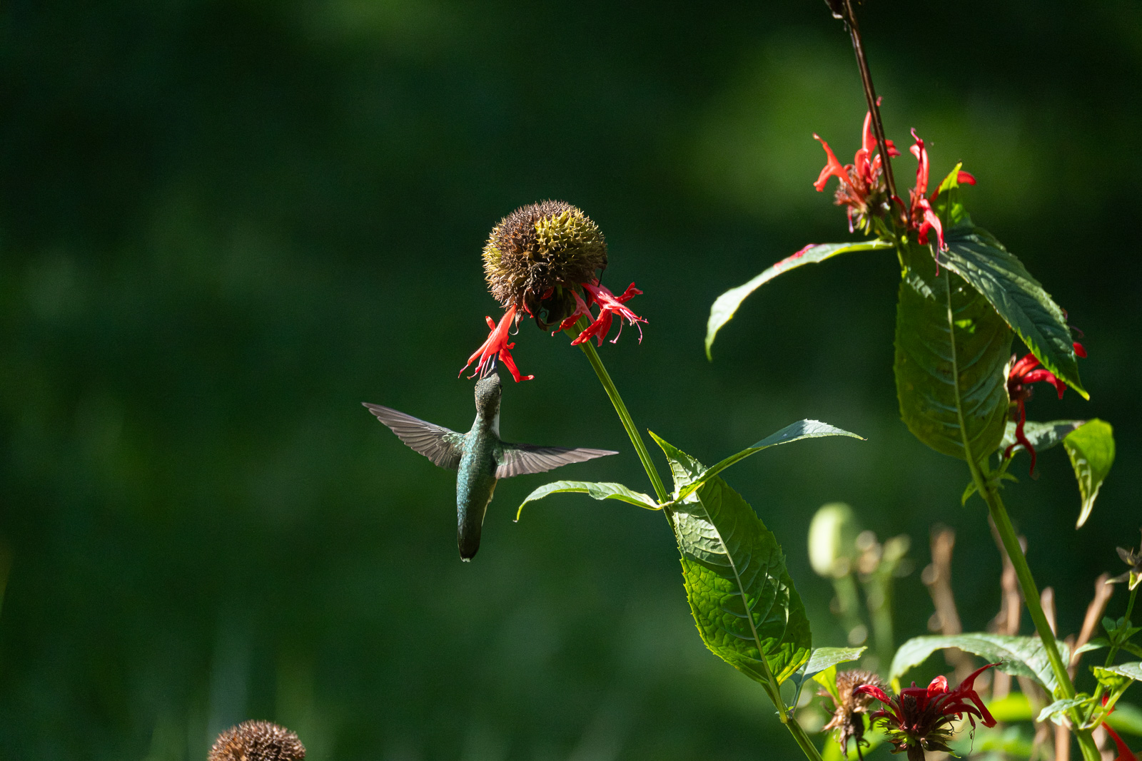 A Ruby-throated hummingbird nectaring on Scarlet Beebalm (Monarda didyma) in a Piedmont NC native garden