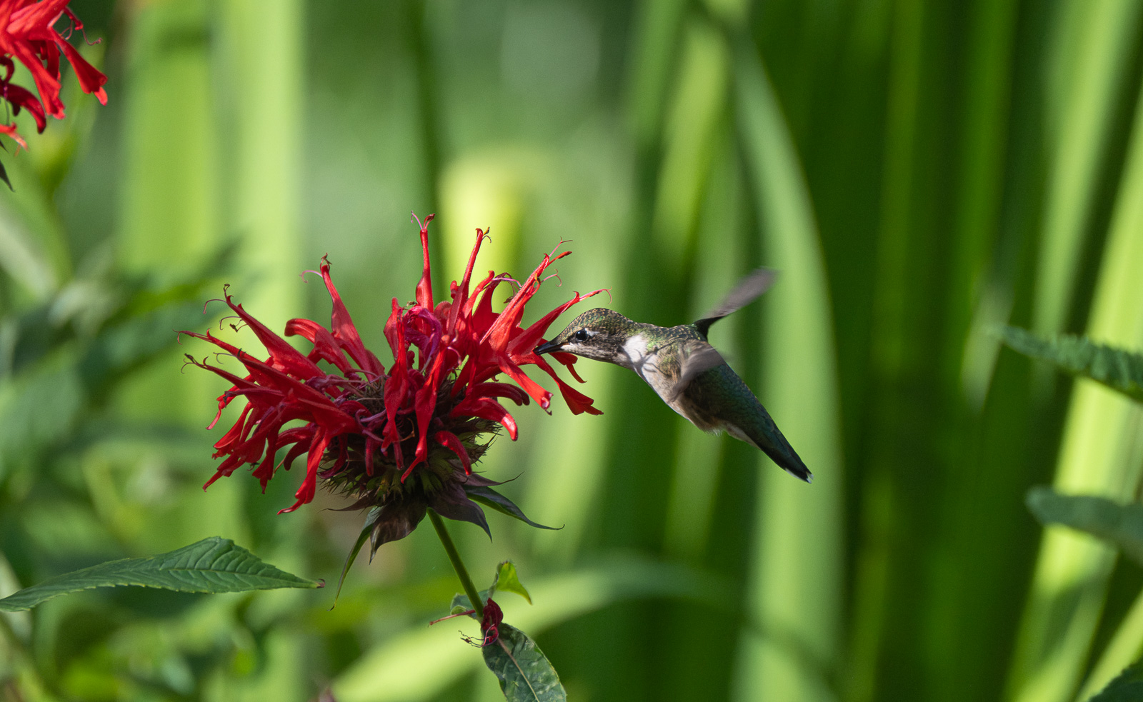 A Ruby-throated hummingbird nectaring on Scarlet Beebalm (Monarda didyma) in a Piedmont NC native garden