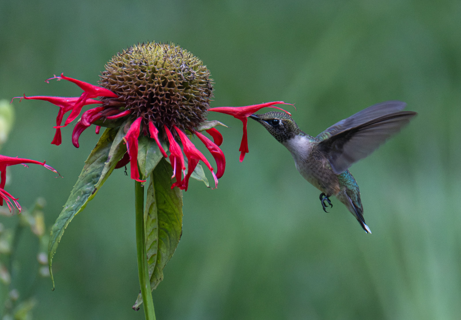 A Ruby-throated hummingbird nectaring on Scarlet Beebalm (Monarda didyma) in a Piedmont NC native garden