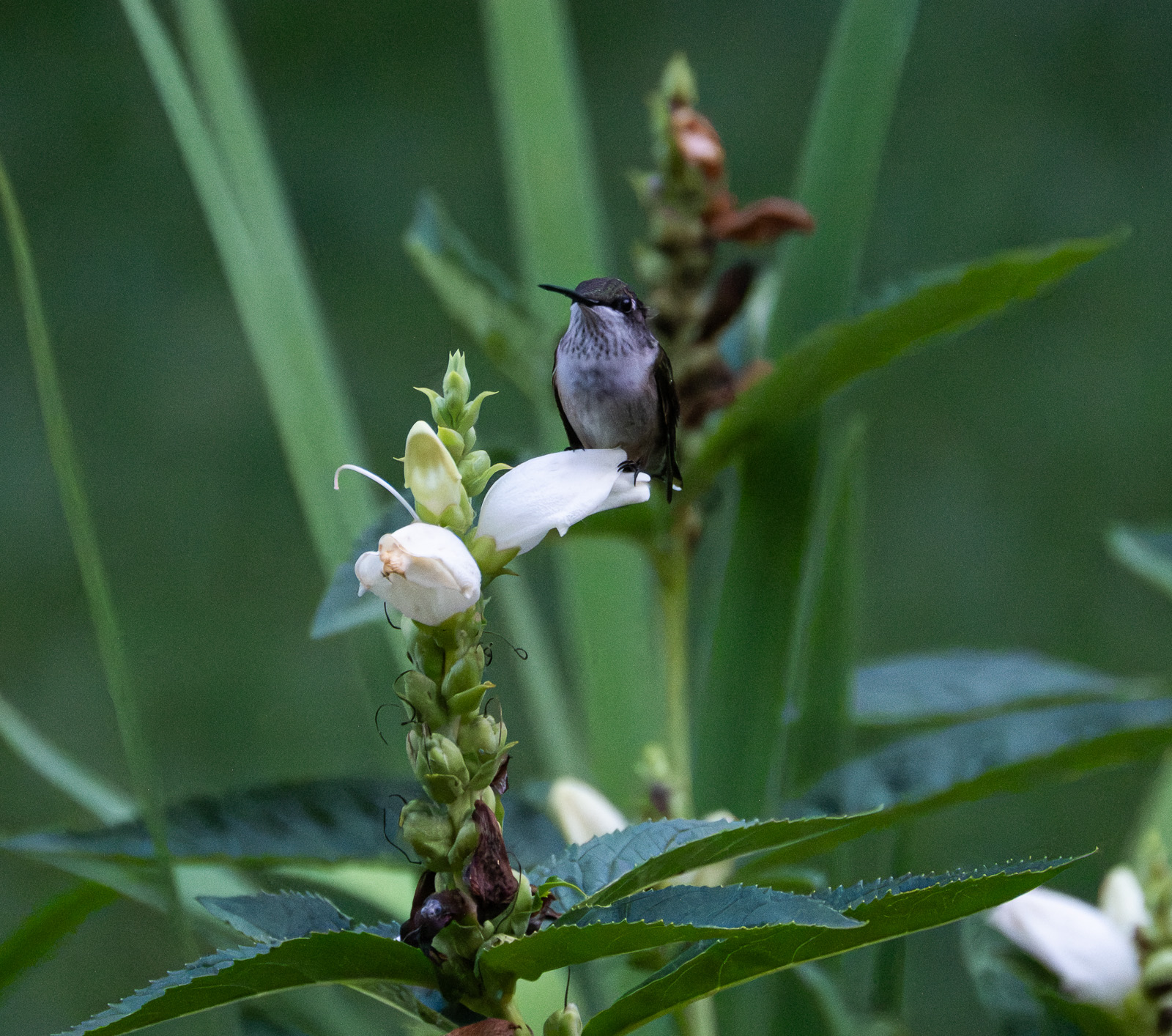 A Ruby-throated hummingbird perched on White Turtlehead (Chelone glabra) in a Piedmont NC native garden